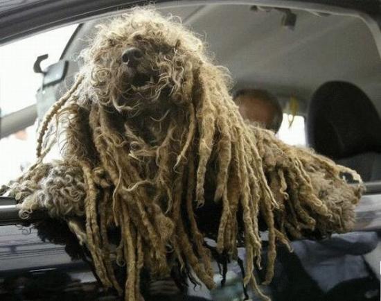 Rasta-dog