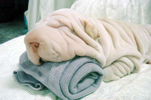 shar-pei