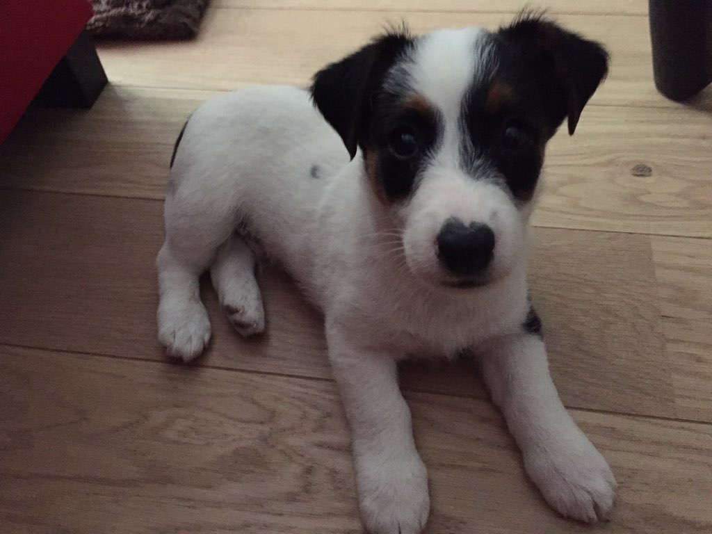 Patmol, jack russel de 2 mois