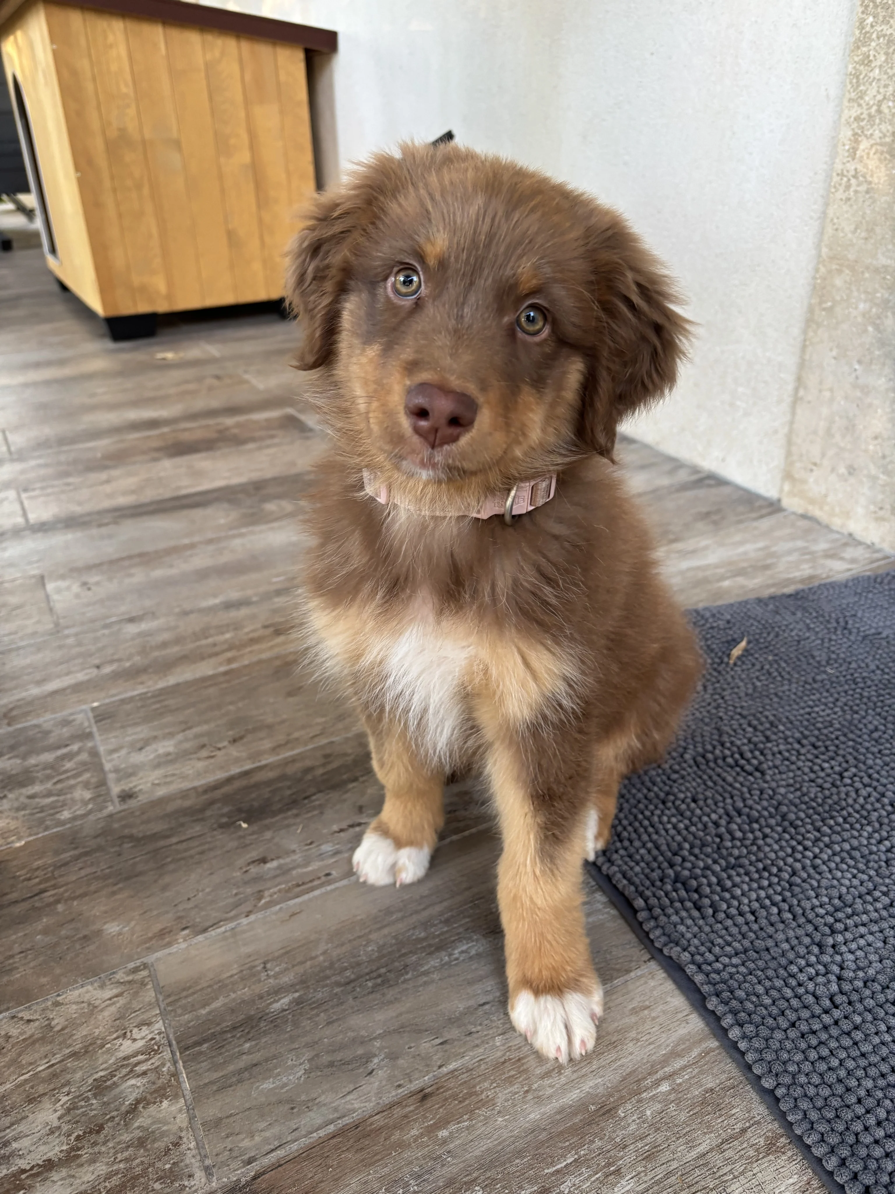 Charlie, berger Australien 3 mois