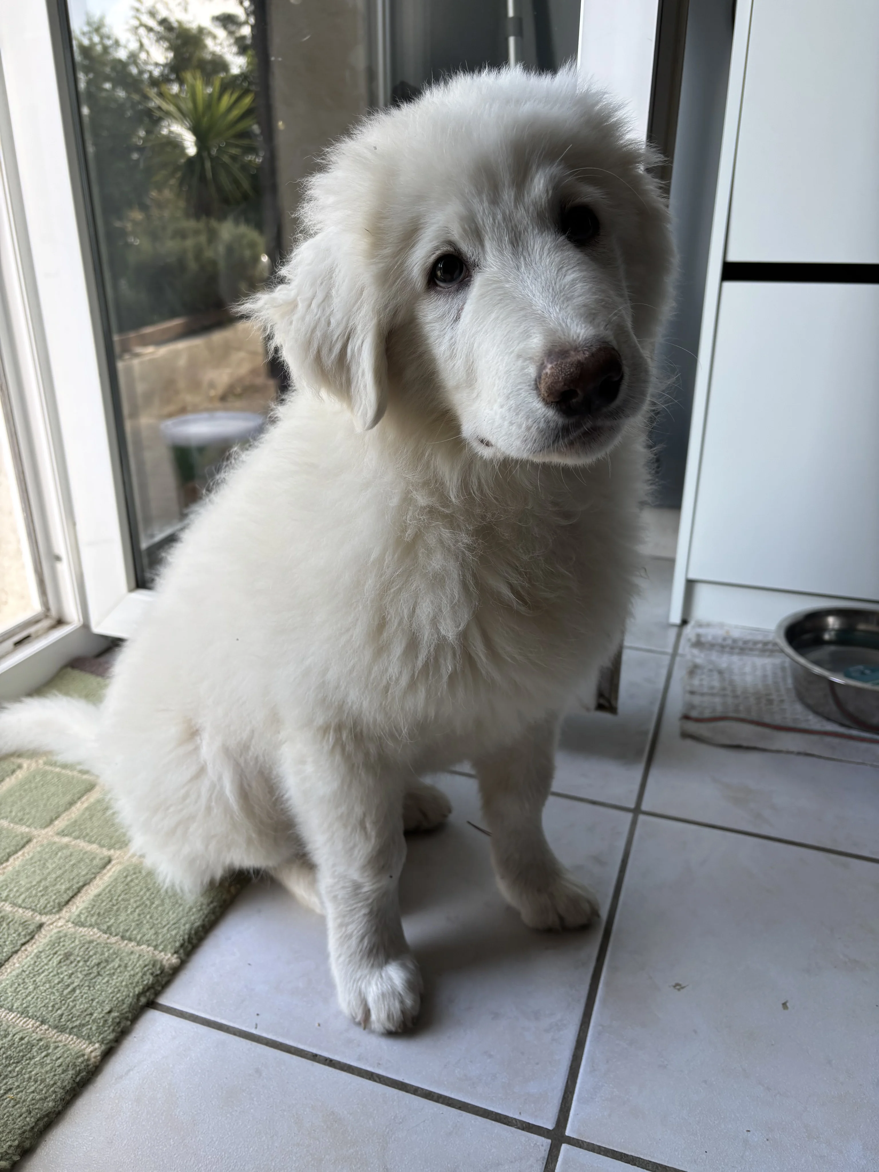 Tino, berger des Abruzzes 3 mois