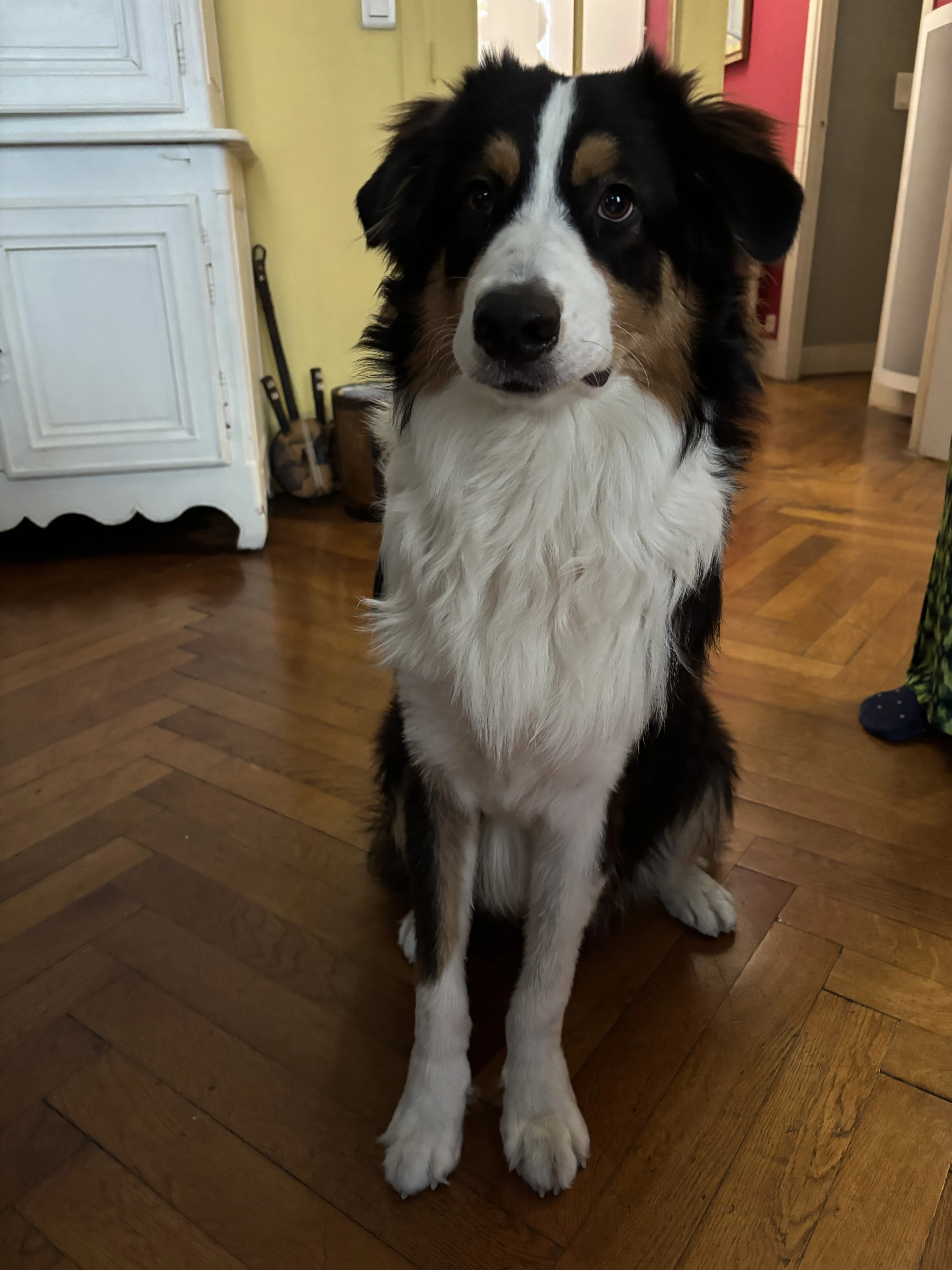 Aïko, berger Australien 8 mois