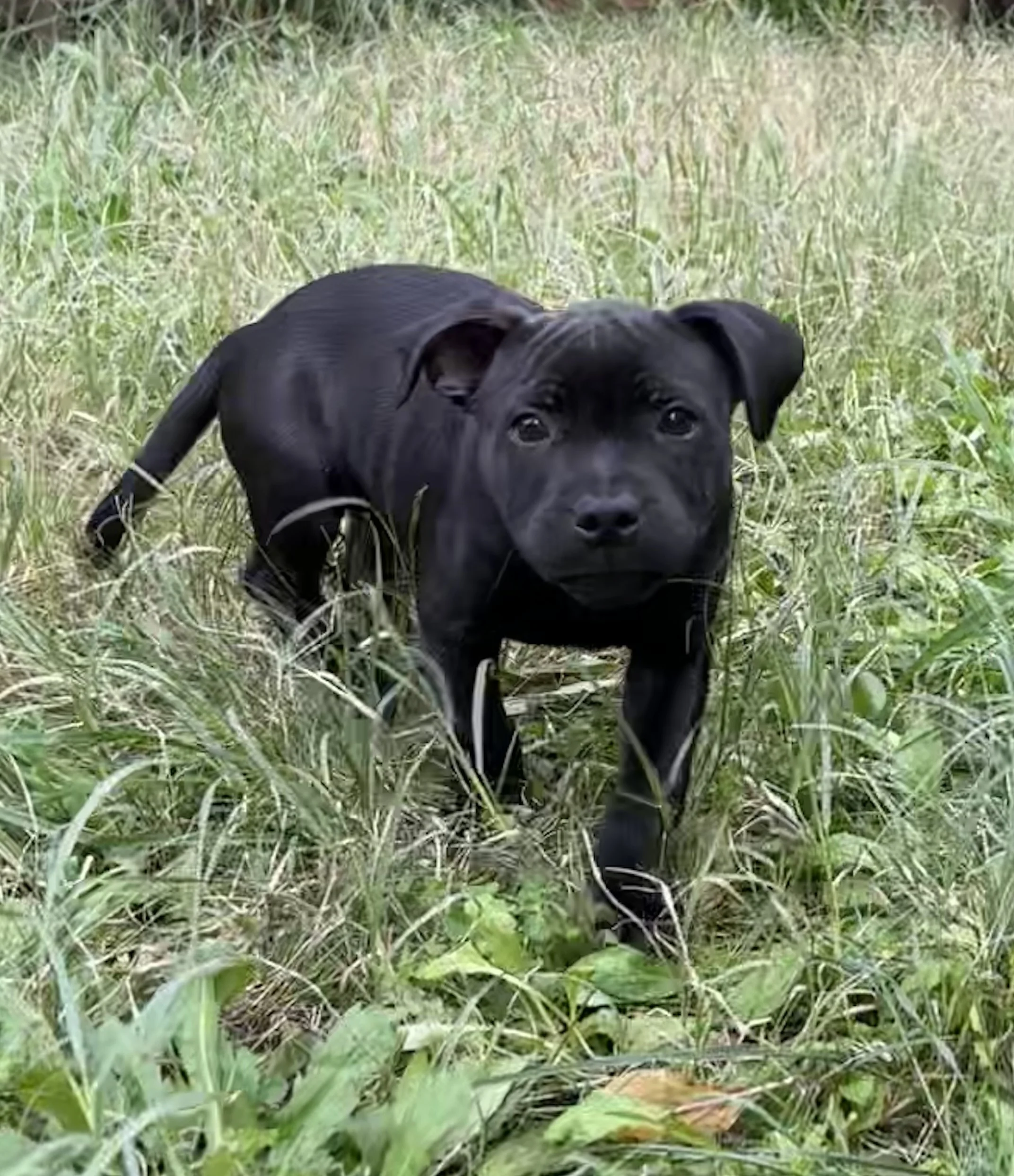 Anakin, staffi de 2 mois 1/2