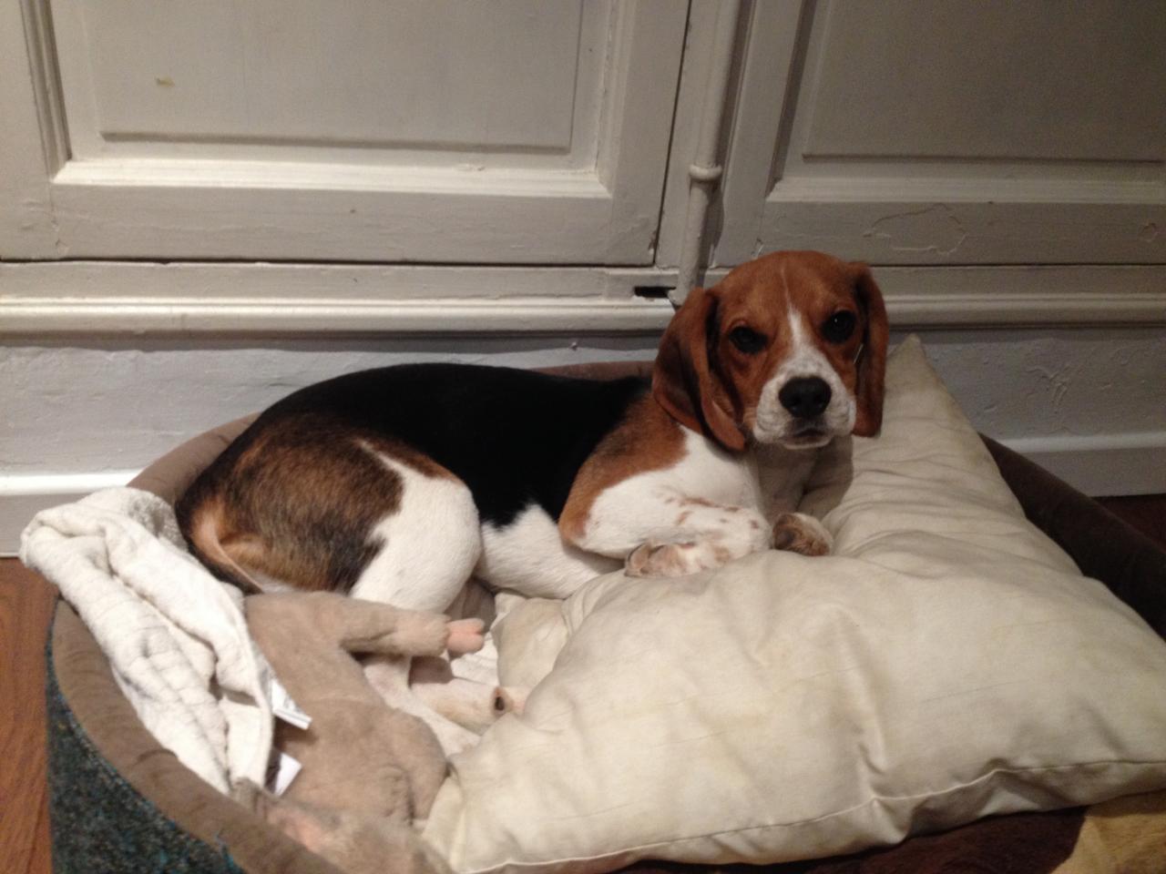 Lenny, beagle de 6 mois