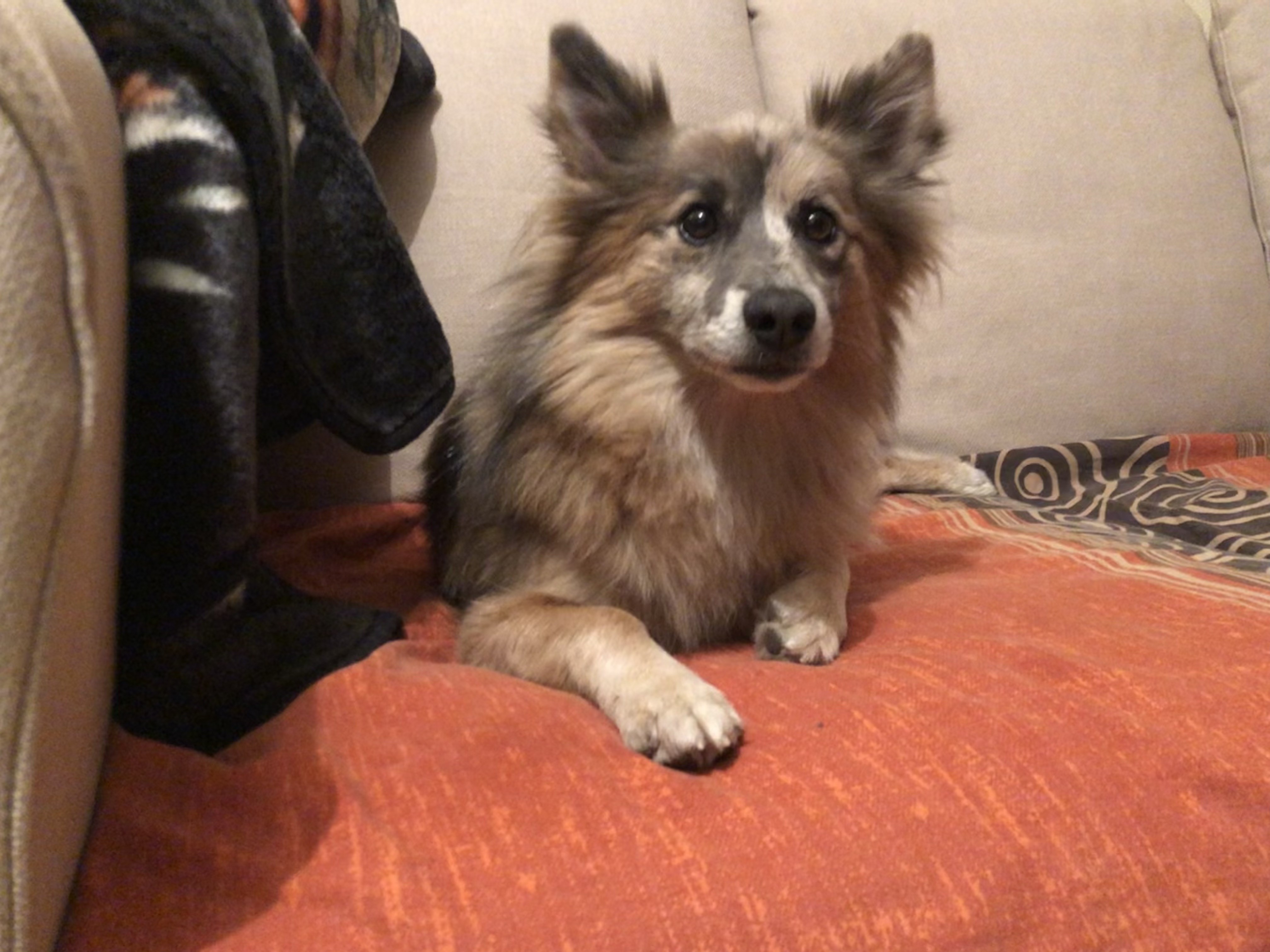 Brooklyn, croisé spitz de 2 ans