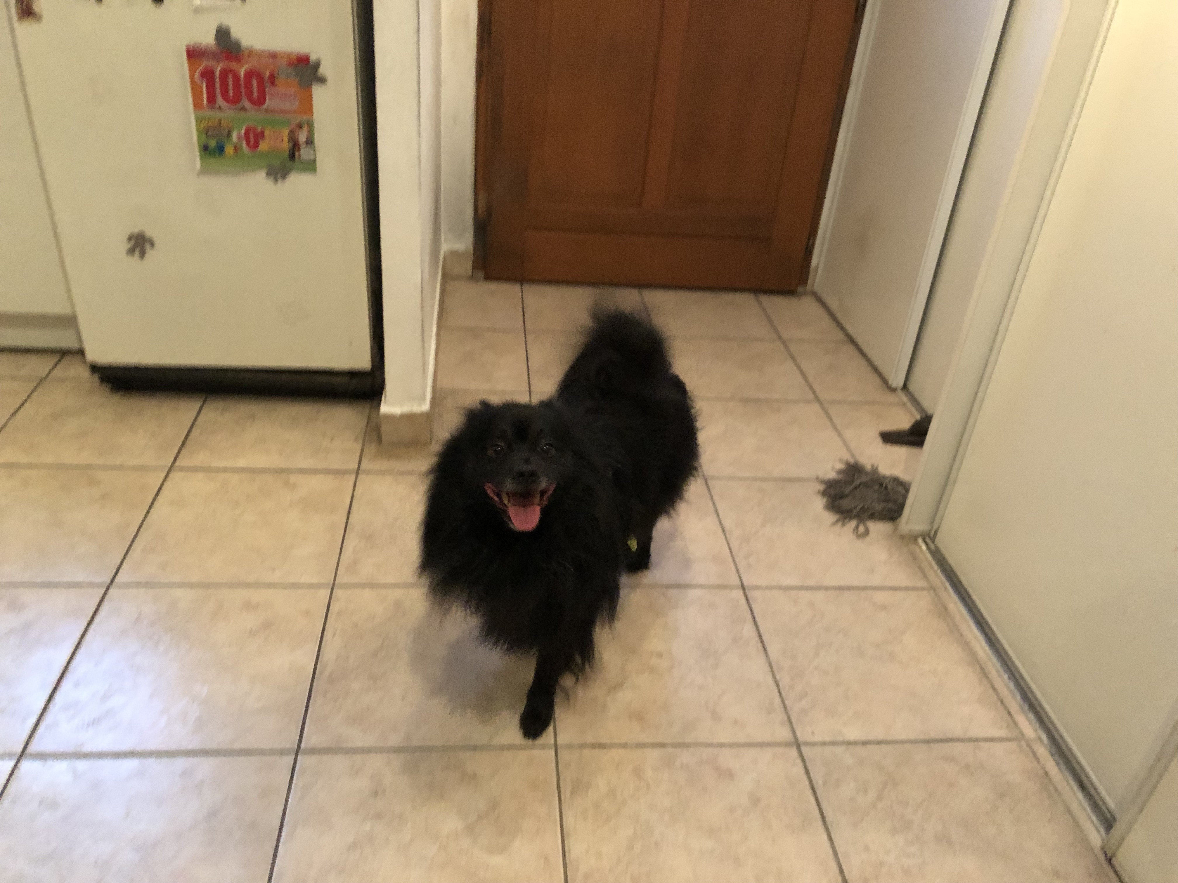 Miléos, spitz de 6 ans