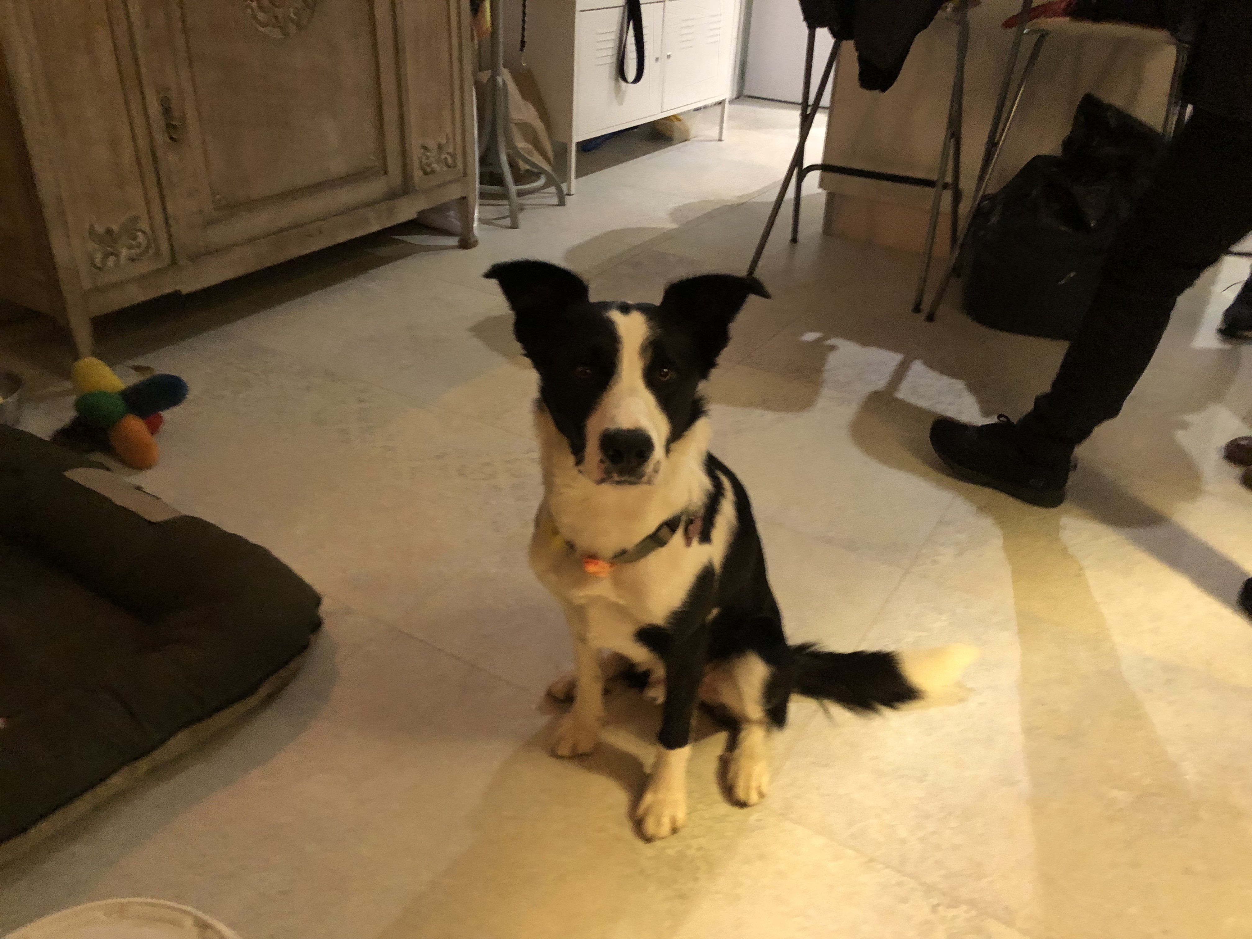 Pinto, border collie de 3 ans