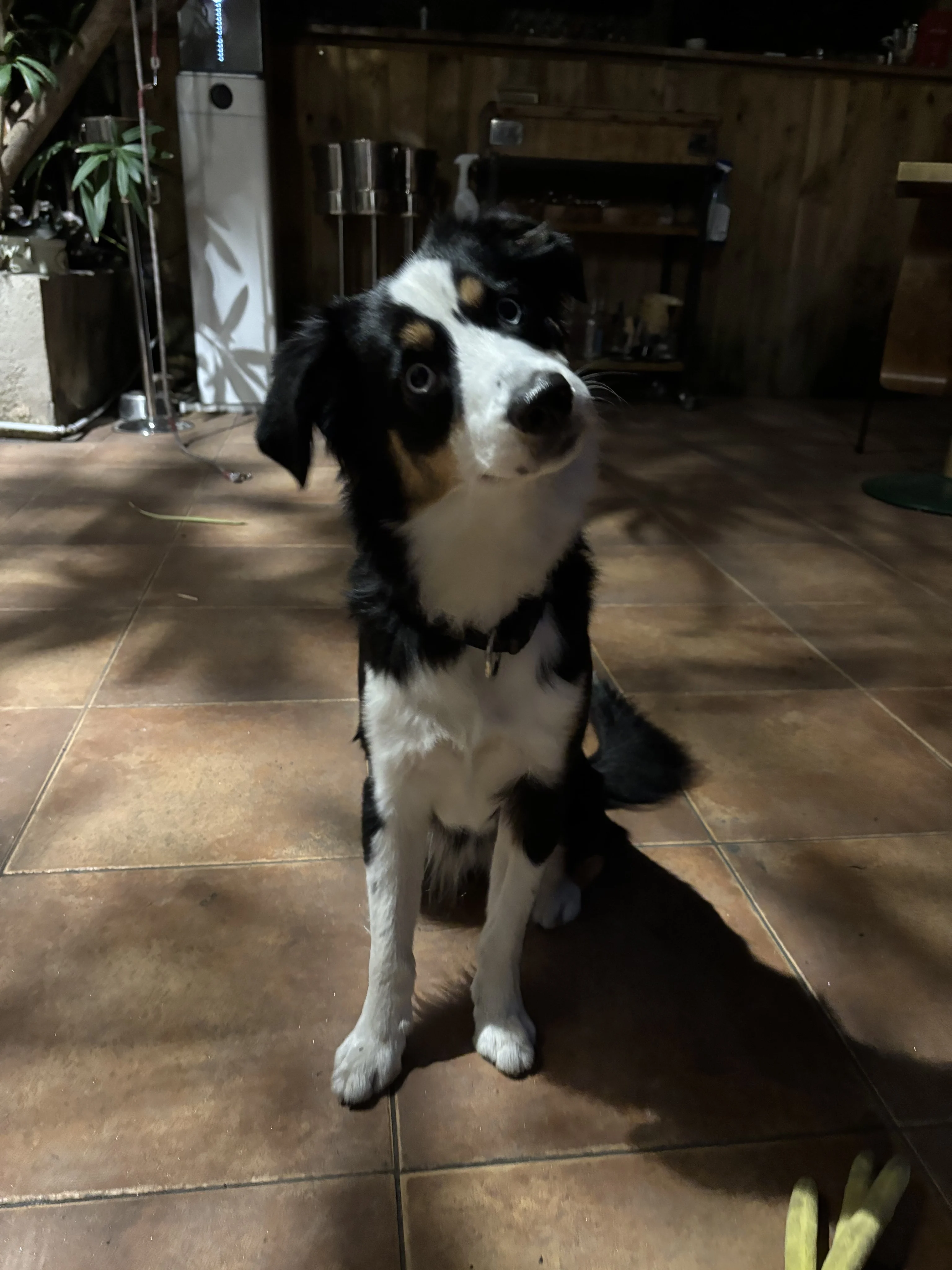 Pinot, berger Australien de 1 an