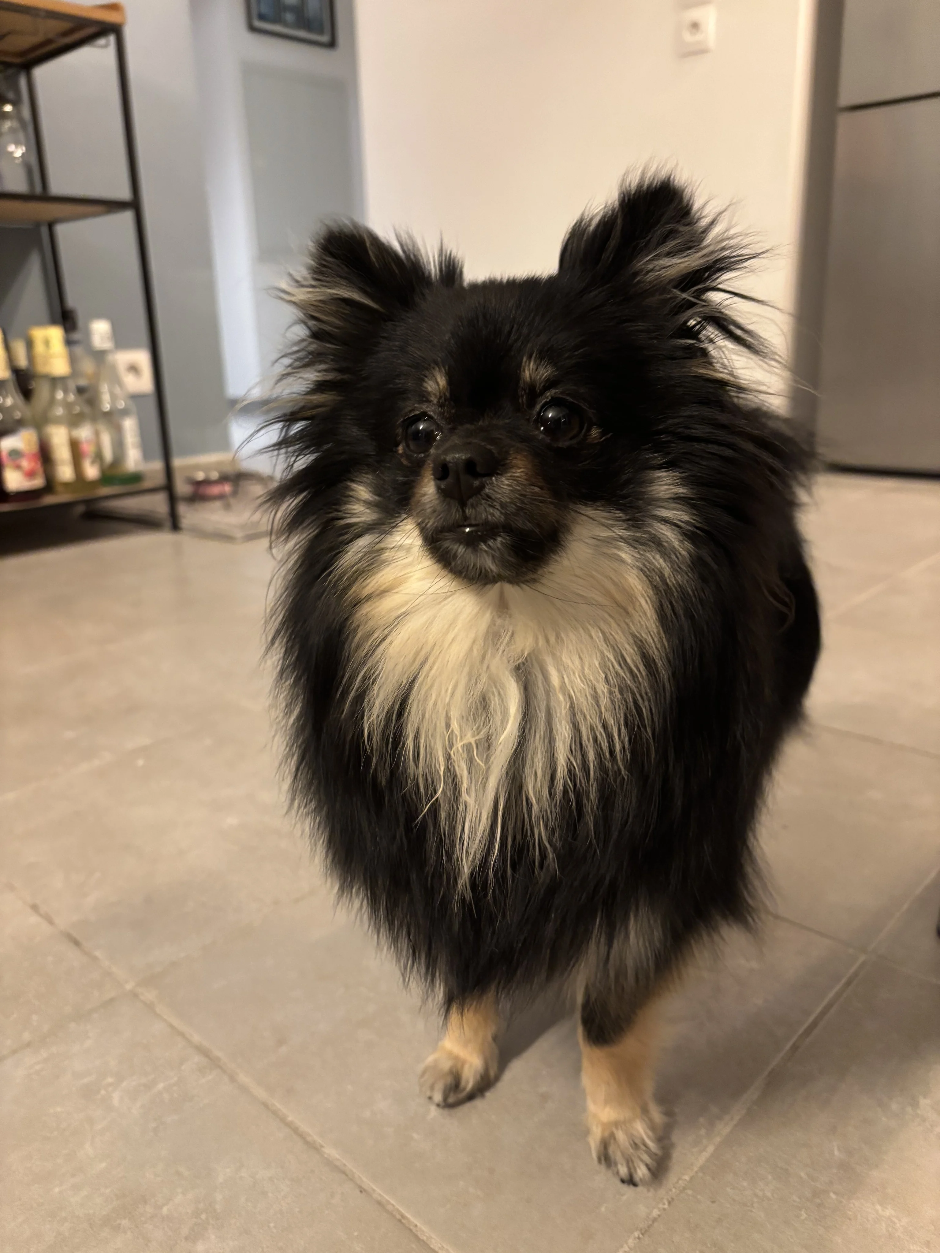 Lola, spitz de 1 an 1/2