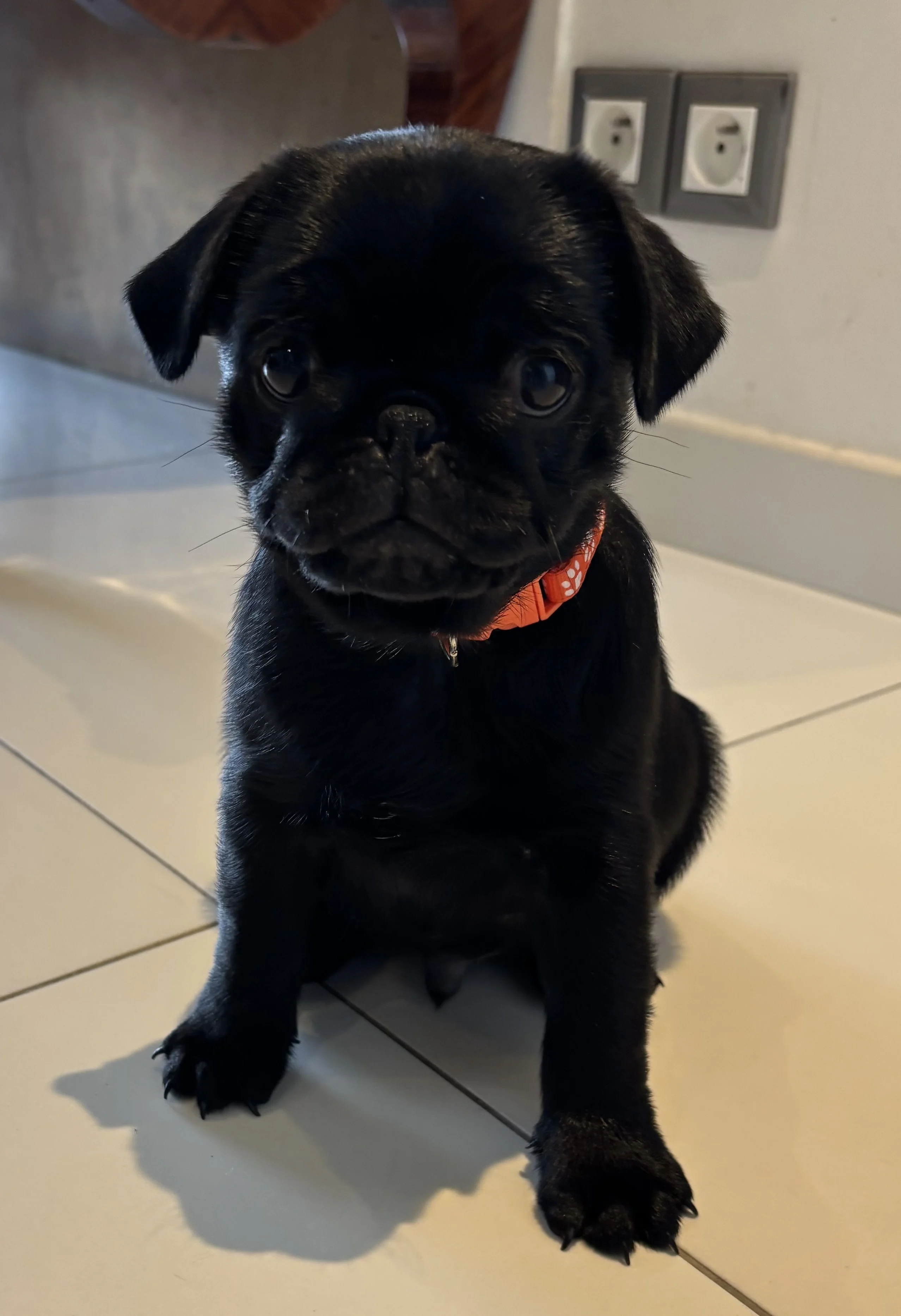 Milo, carlin de 2 mois