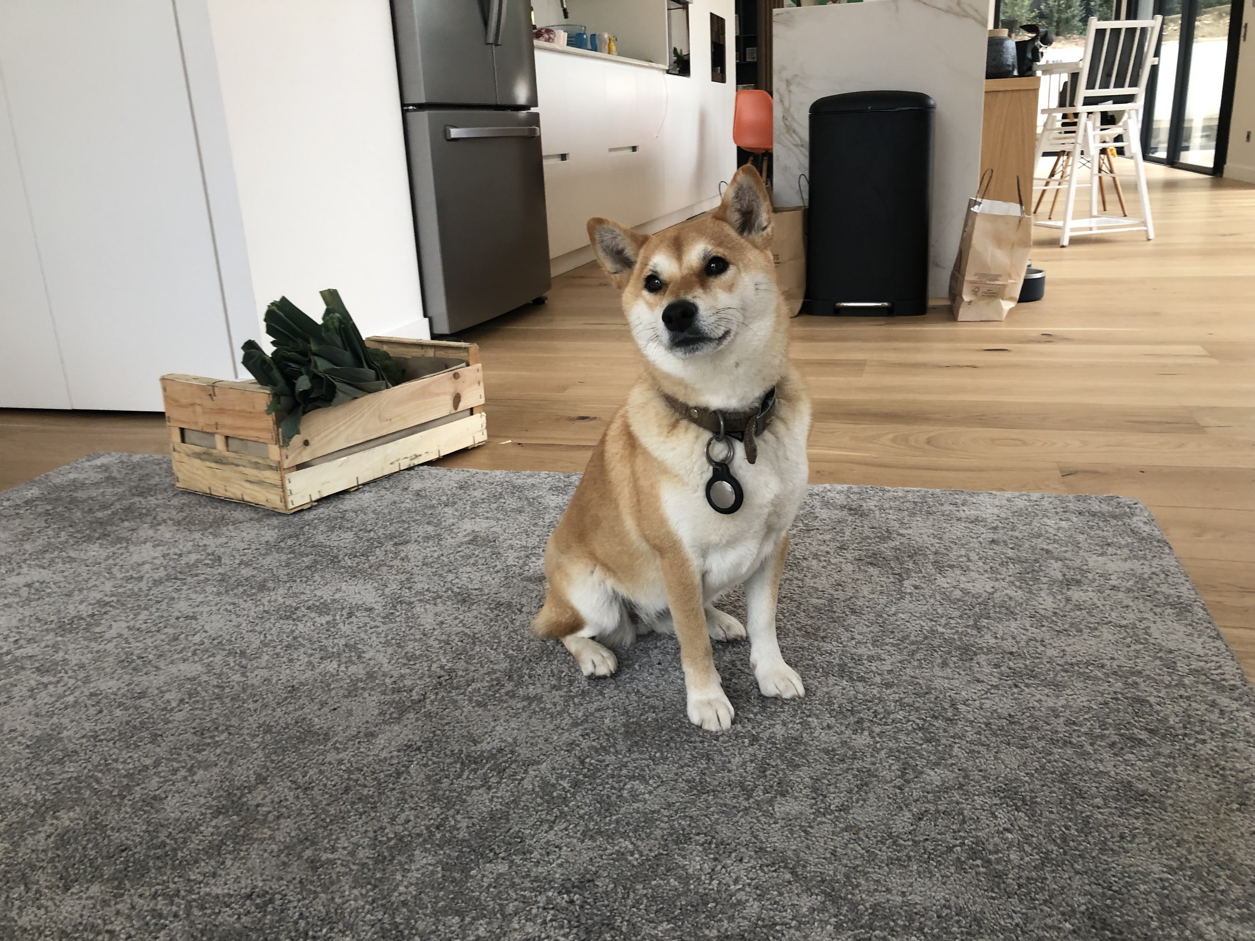 sissou, shiba inu de 1an