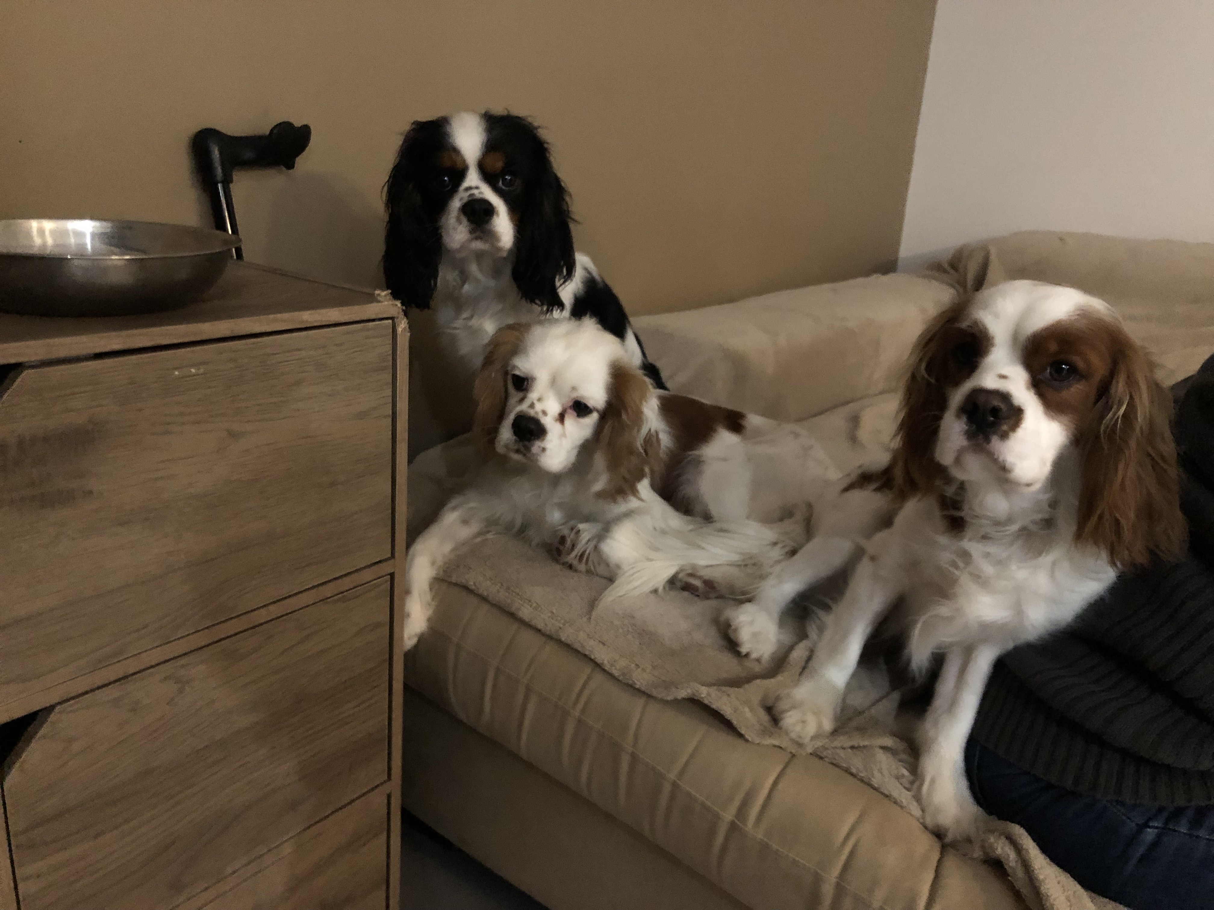 Rio, Popy,Albi fratrie de cavalier king charles 2 ans