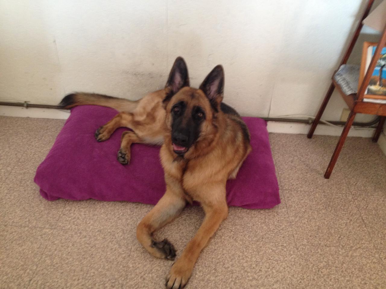 Iza, berger allemand de  2 ans 1/2