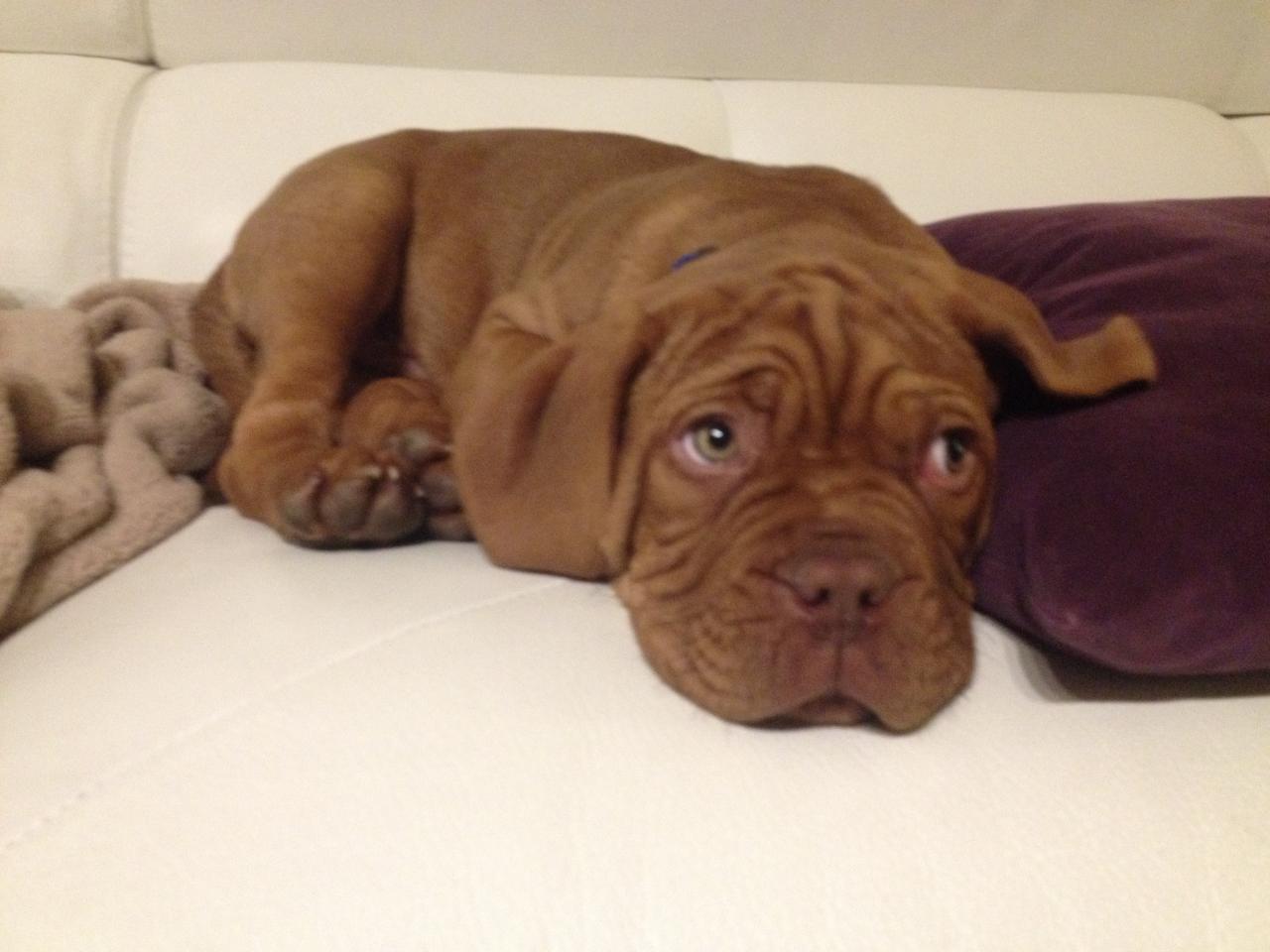 Léon, dogue de bordeaux de 2 mois