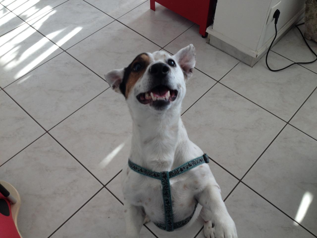 Gary, Jack russel de 4 ans