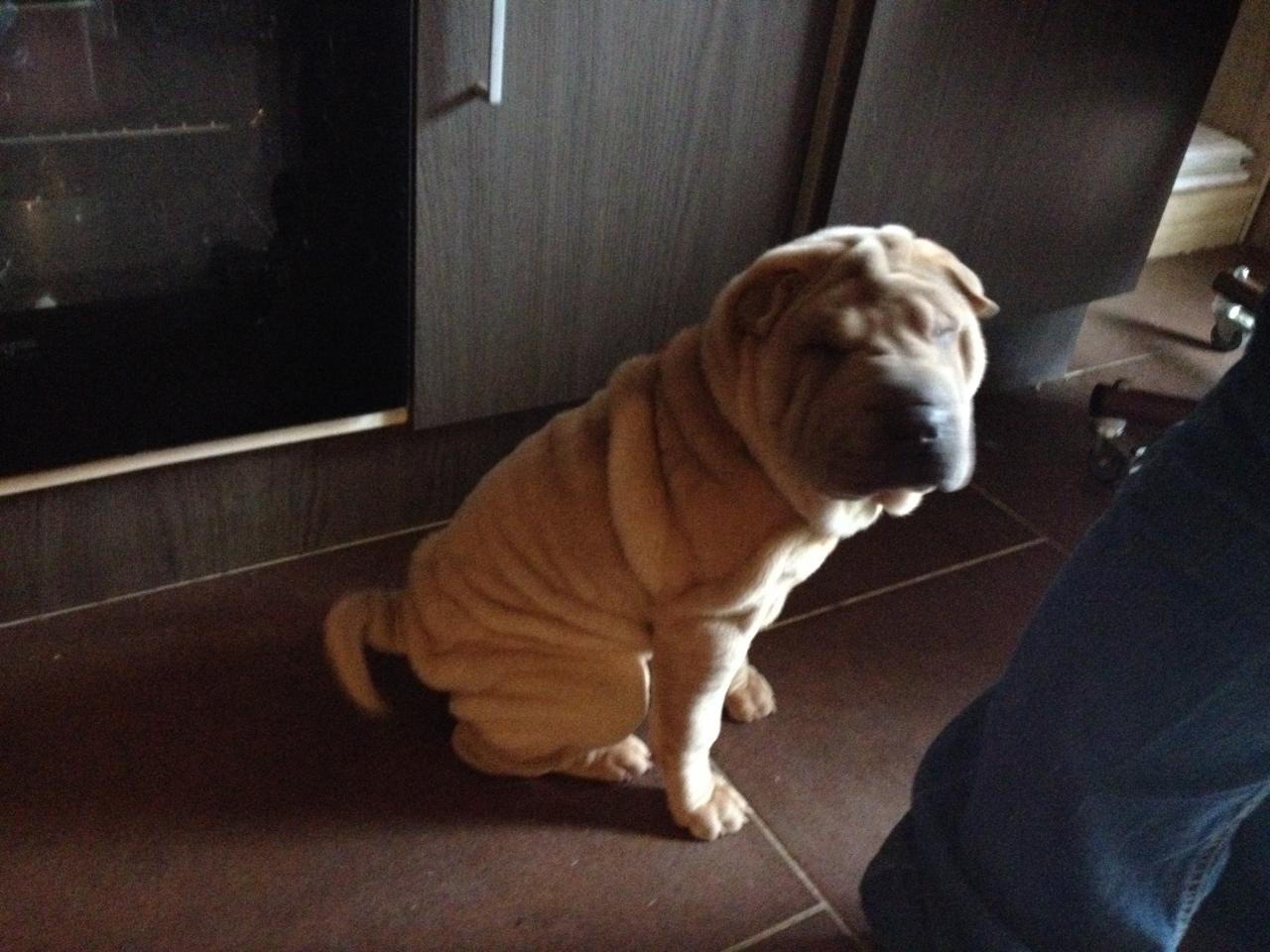 Lilou, sharpei de 4 mois