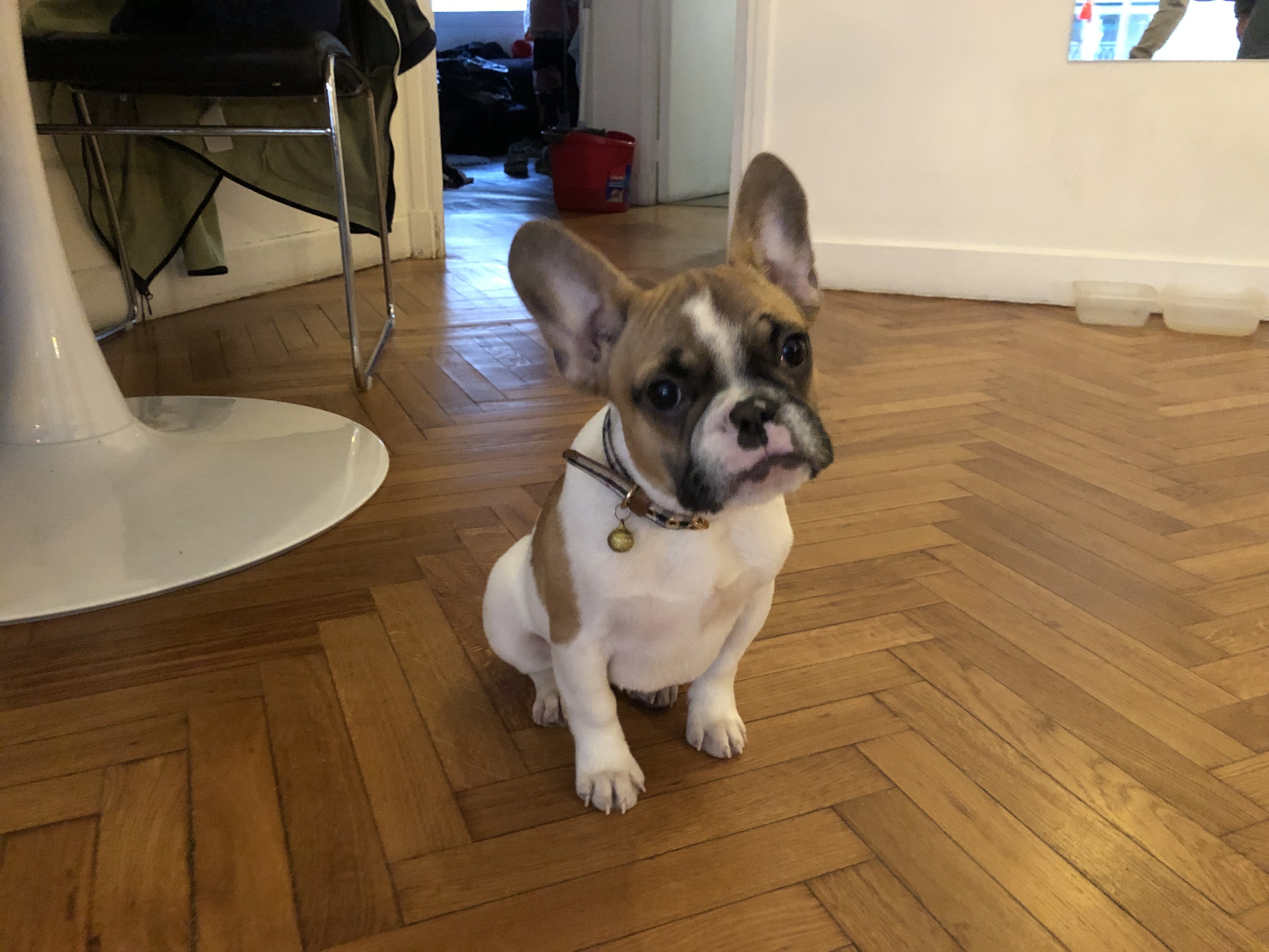 Tina, bouledogue français 3 mois