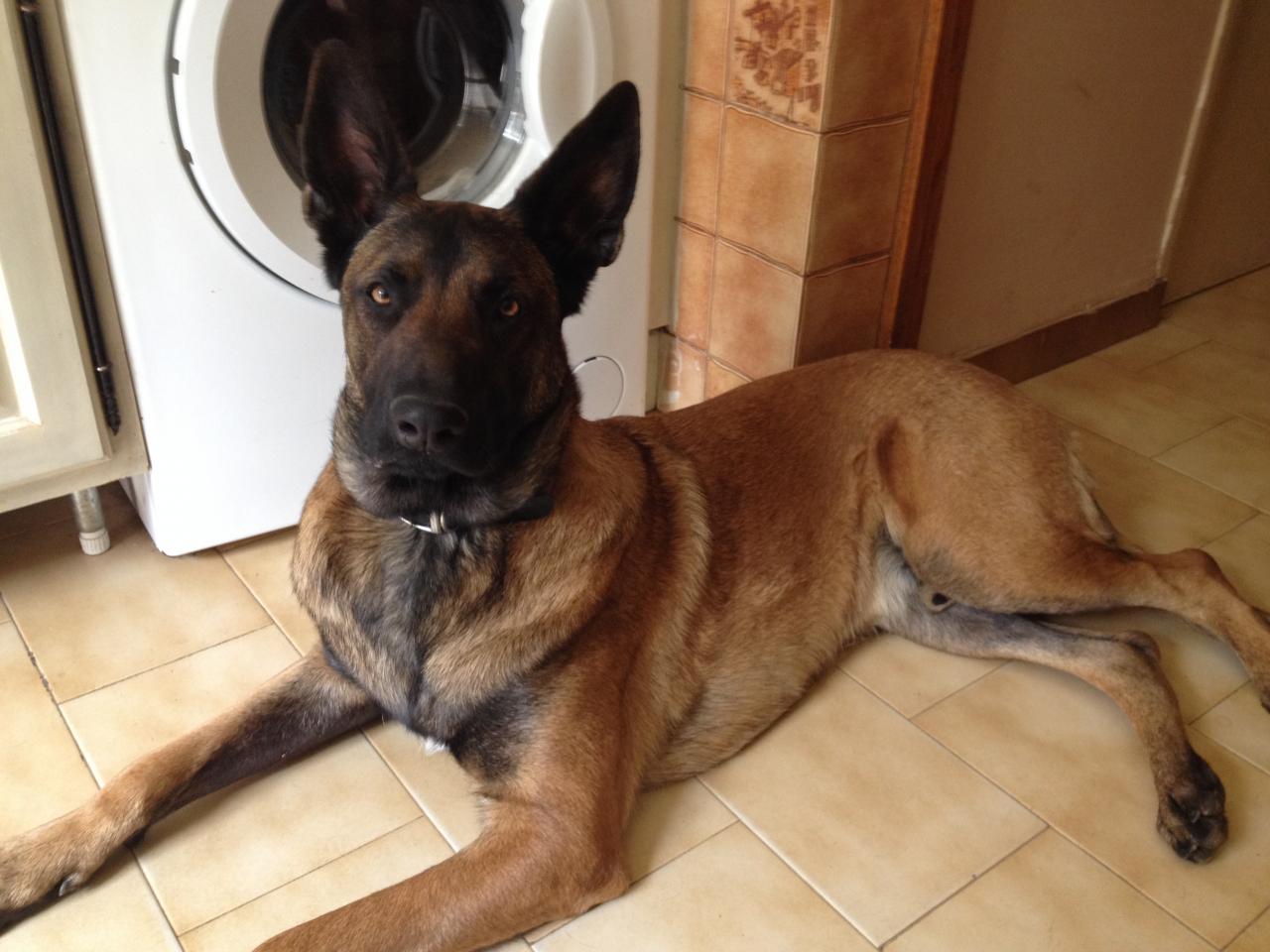 Iron, malinois de 1 an