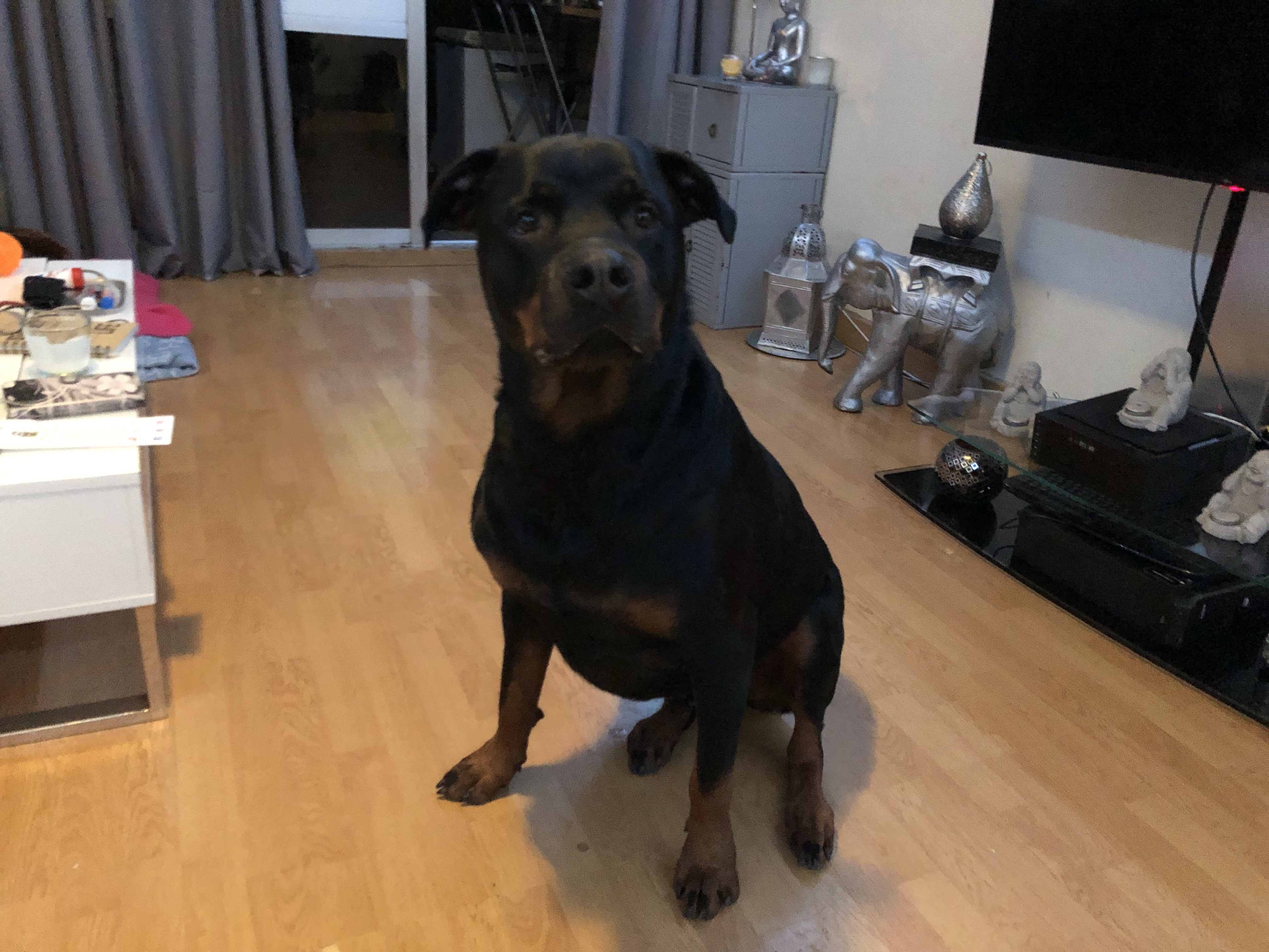 Narco, rottweiler 3 ans 1/2