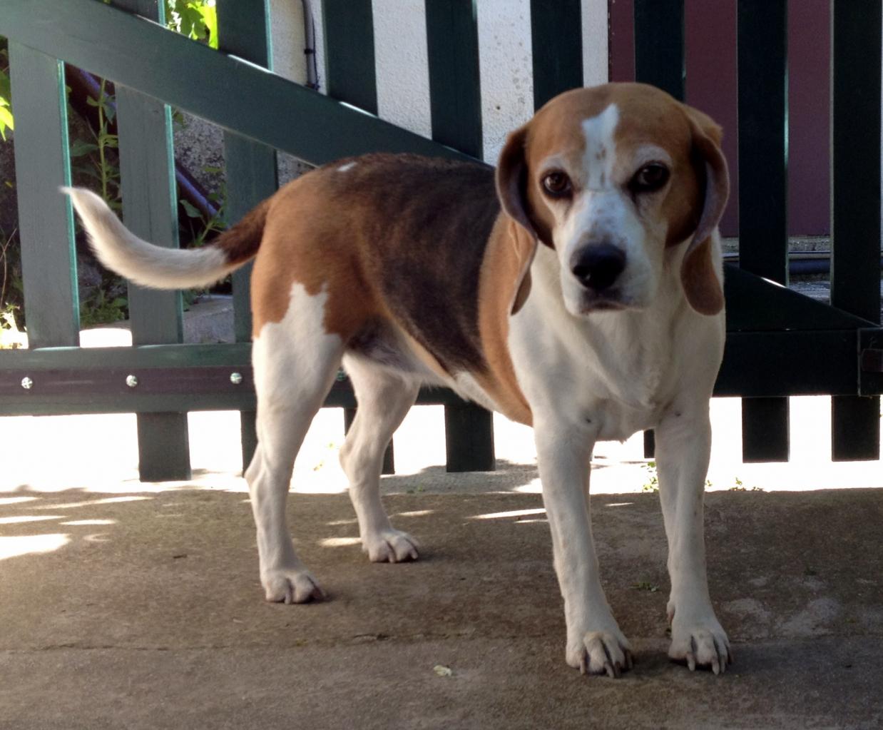 Fidji, beagle de 6 ans