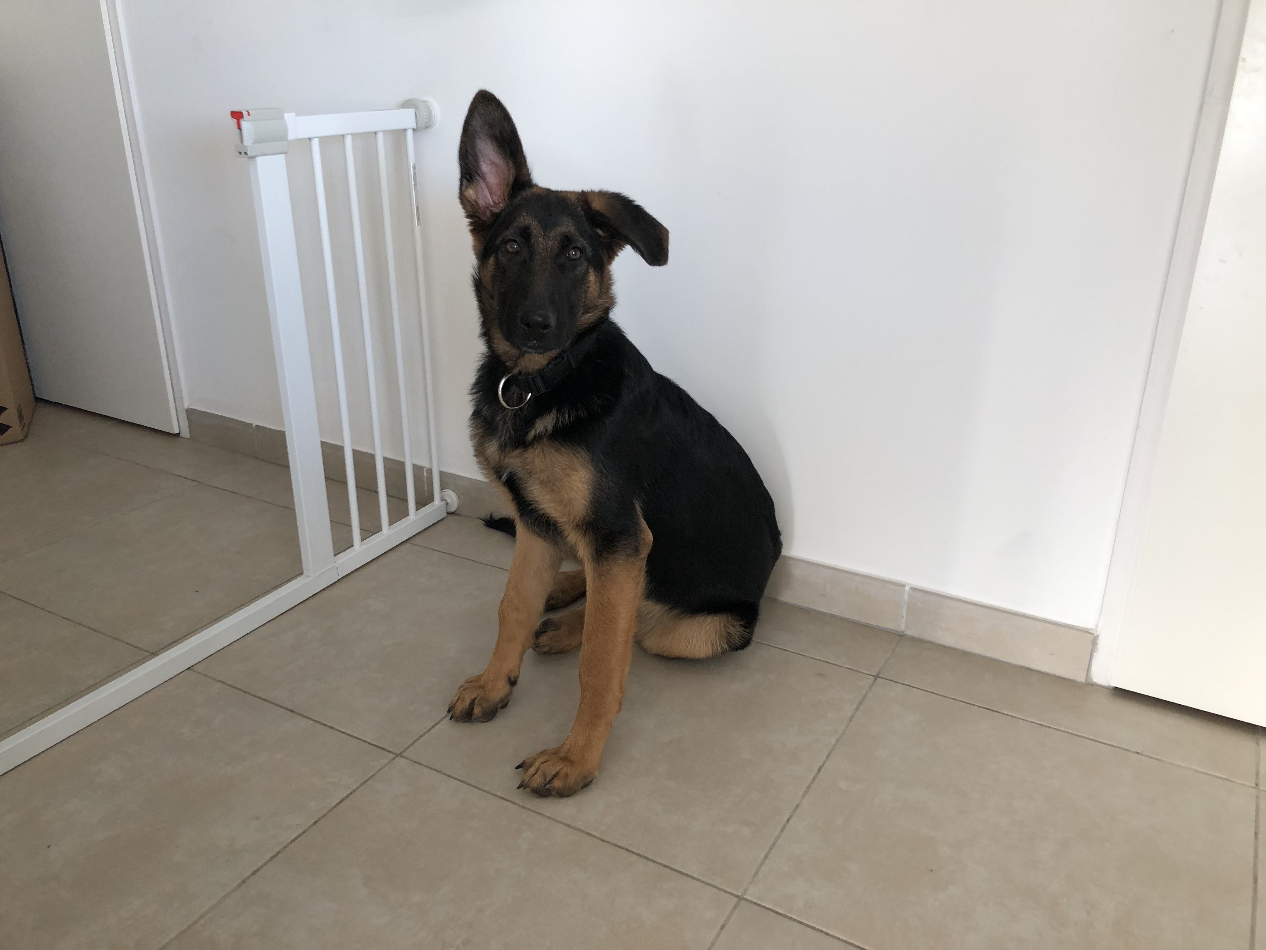 Talhia, berger allemand 6 mois