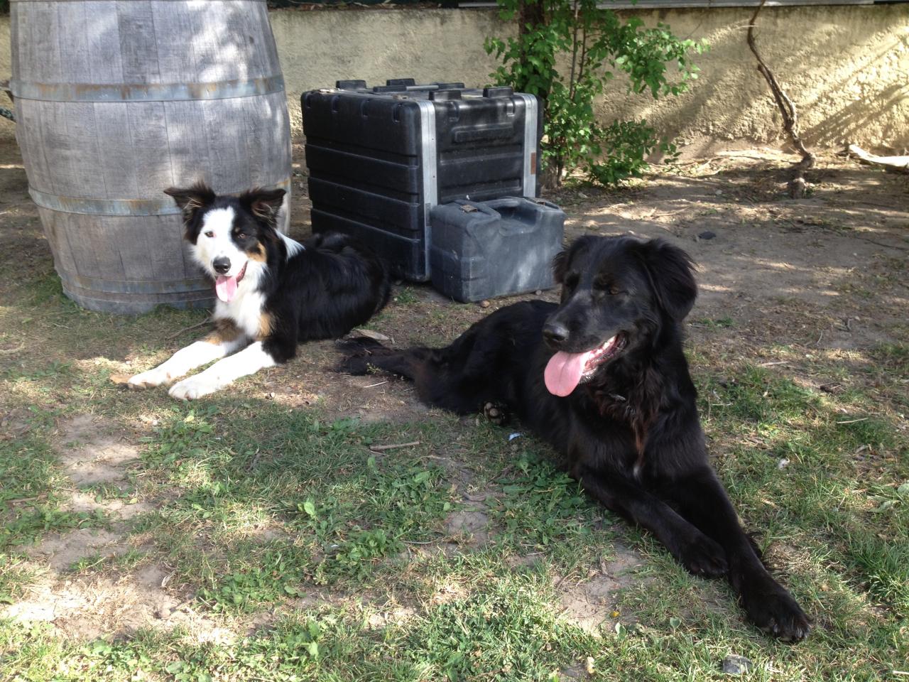 Billie border de 6 mois & maya croisé labrador de 1 an