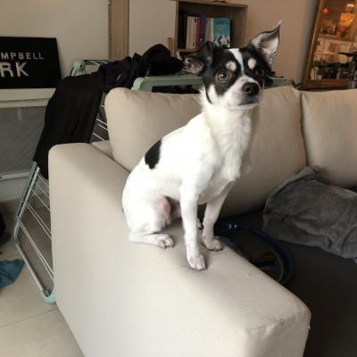 Snoopy, chihuahua de 1 an