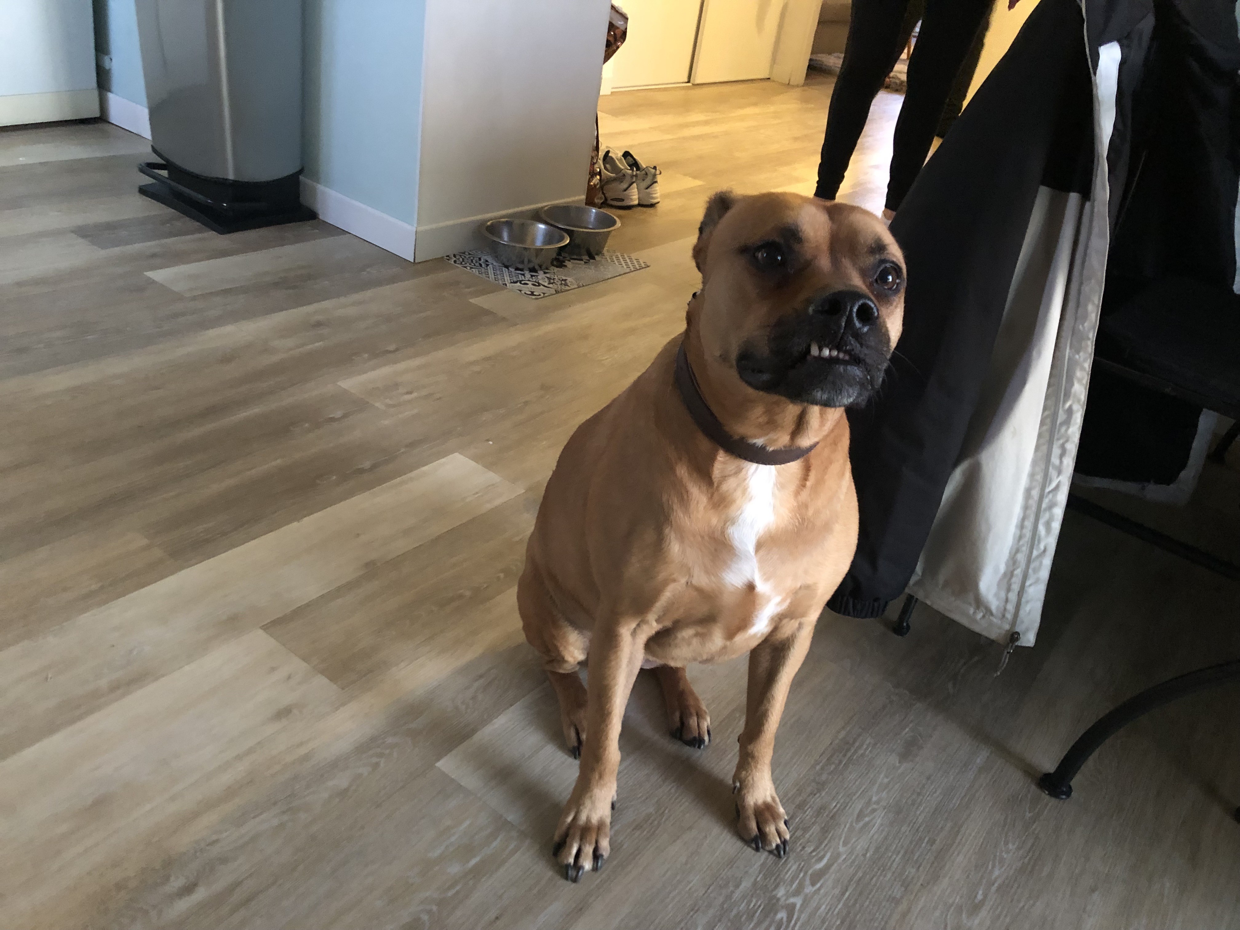 Athena, croisé staff de 4 ans