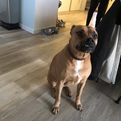 Athena, croisé staff de 4 ans