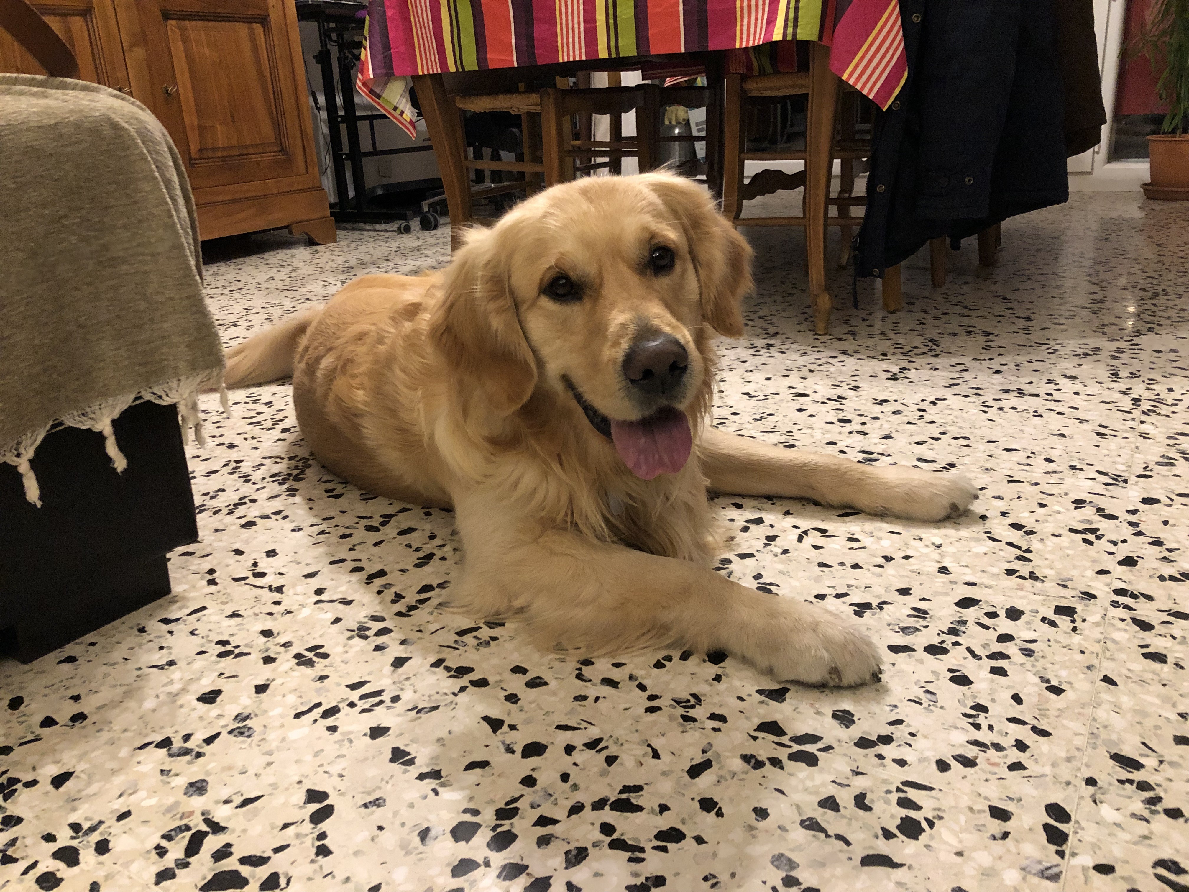 Paddy, golden de 4 ans