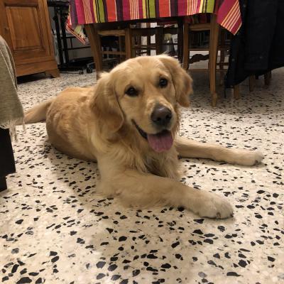 Paddy, golden de 4 ans