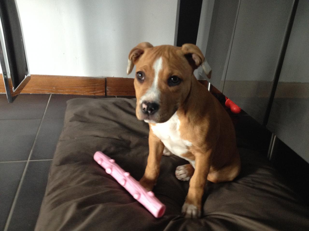 Louna staff de 3 mois