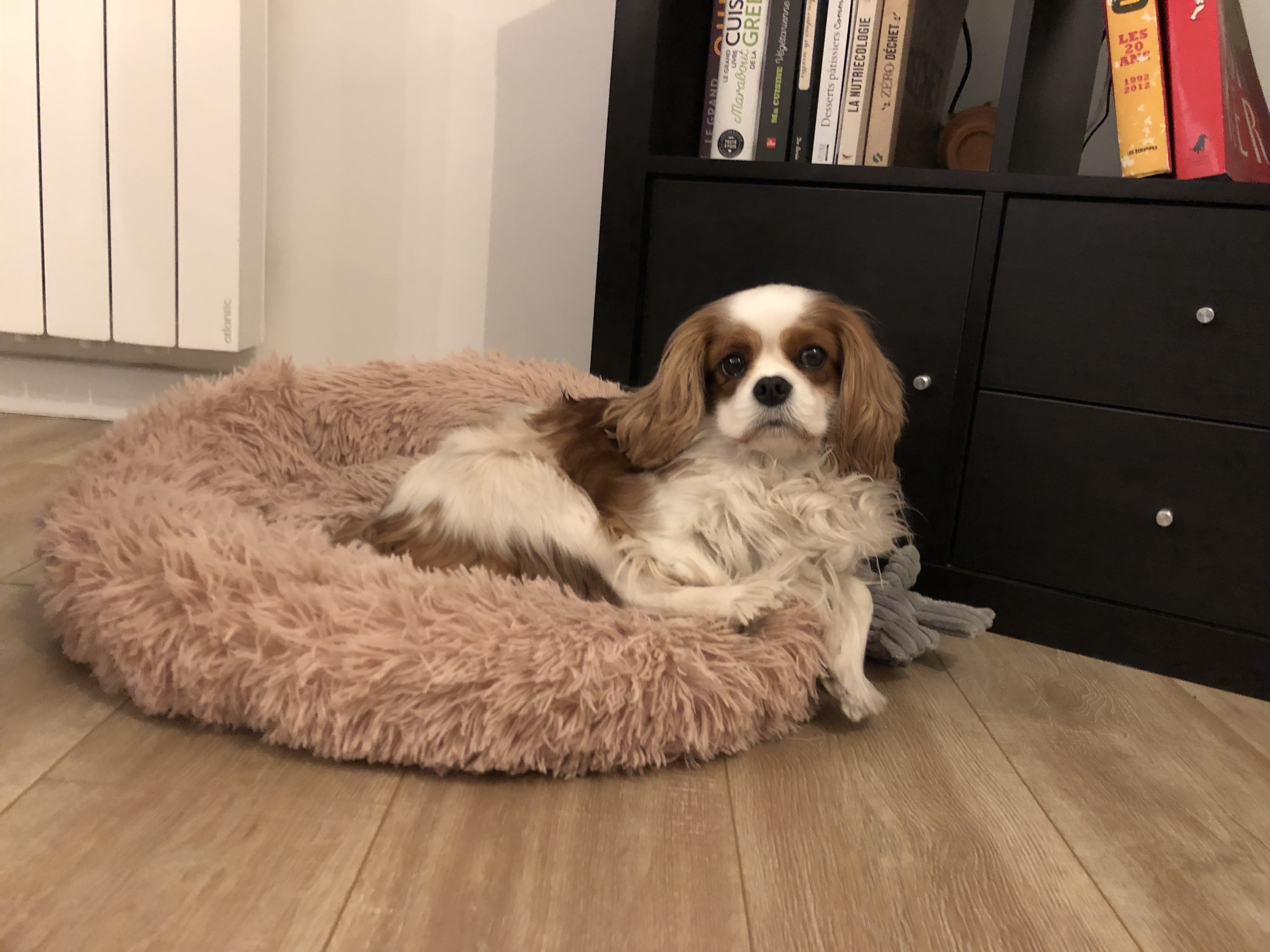 Sofia, cavalier king charles de 4 ans