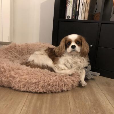 Sofia, cavalier king charles de 4 ans