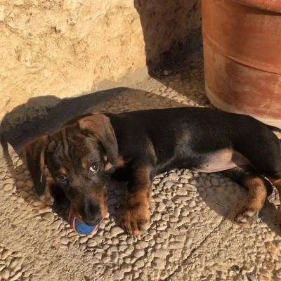 Tina, teckel  de 3 mois
