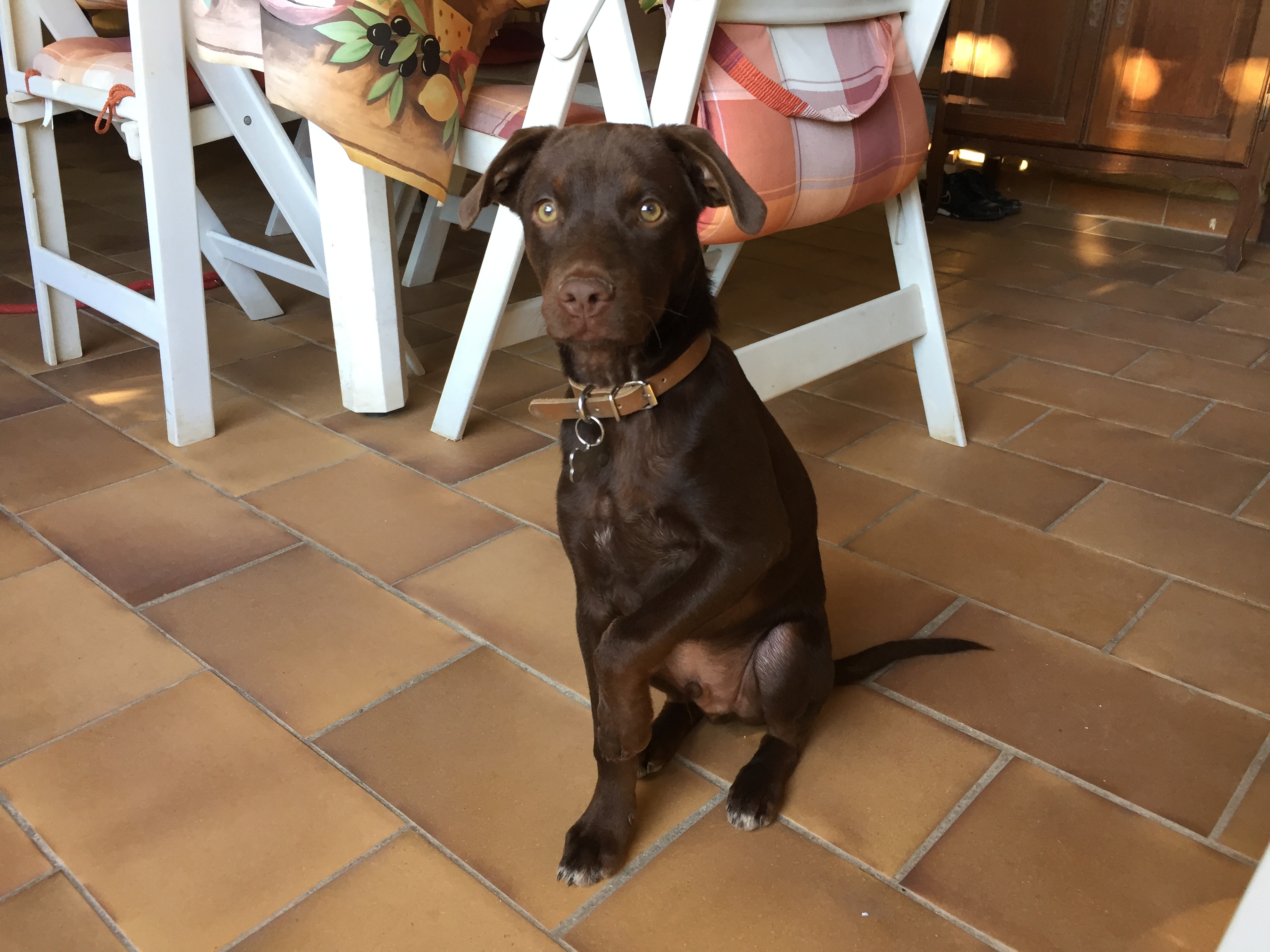 Pacha, labrador de 3 mois