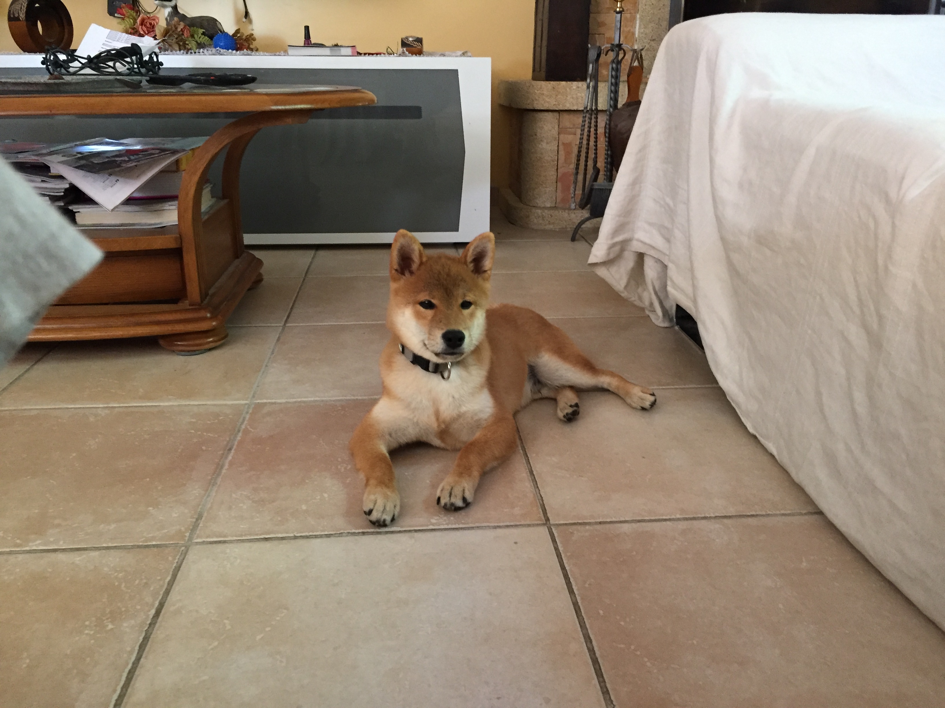 Pepsy, shiba inu de 4 mois