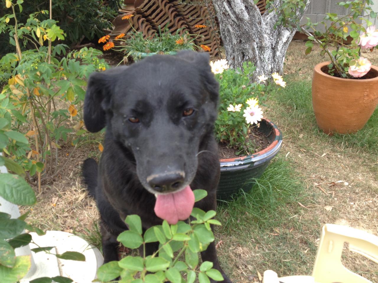 Ebène, croisé labrador de 7 ans 1/2