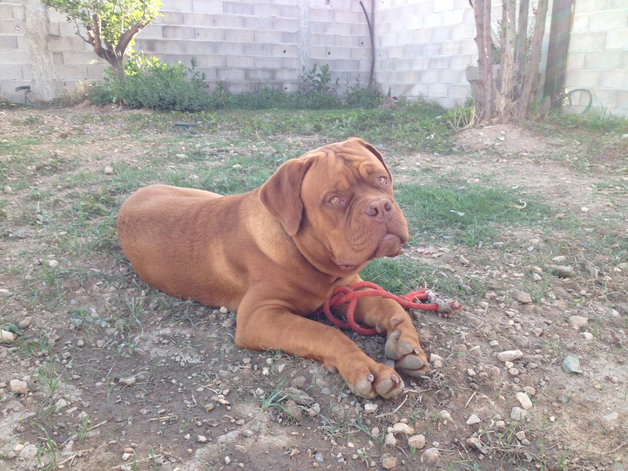 Layron, dogue de Bordeaux de 8 mois