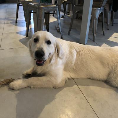 tango, golden 1 an 1/2