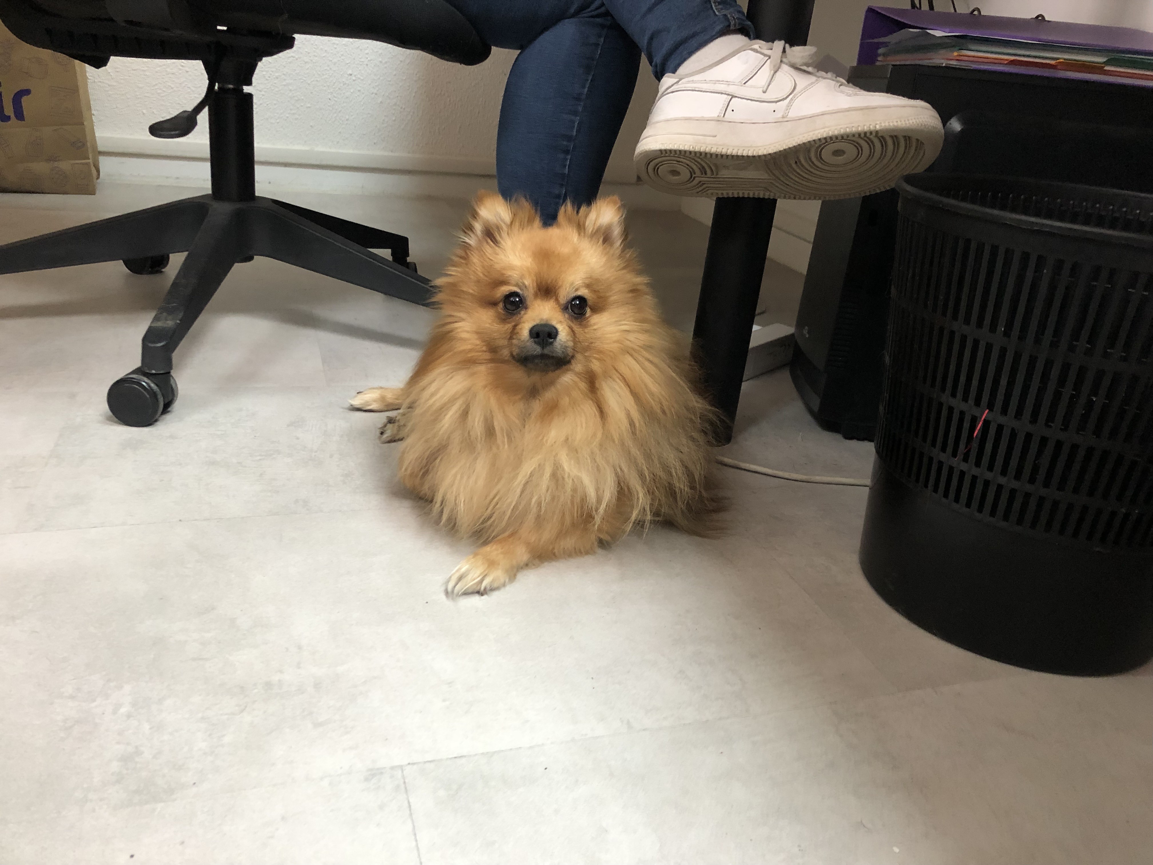 Sun, spitz 2 ans