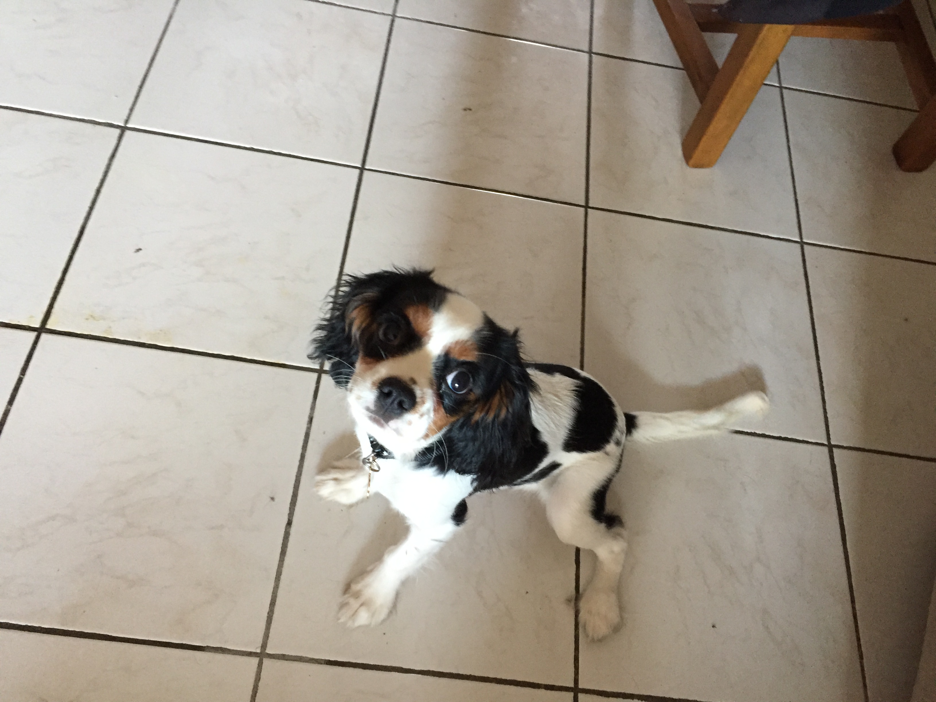 Poupy, cavalier king charles 4 mois