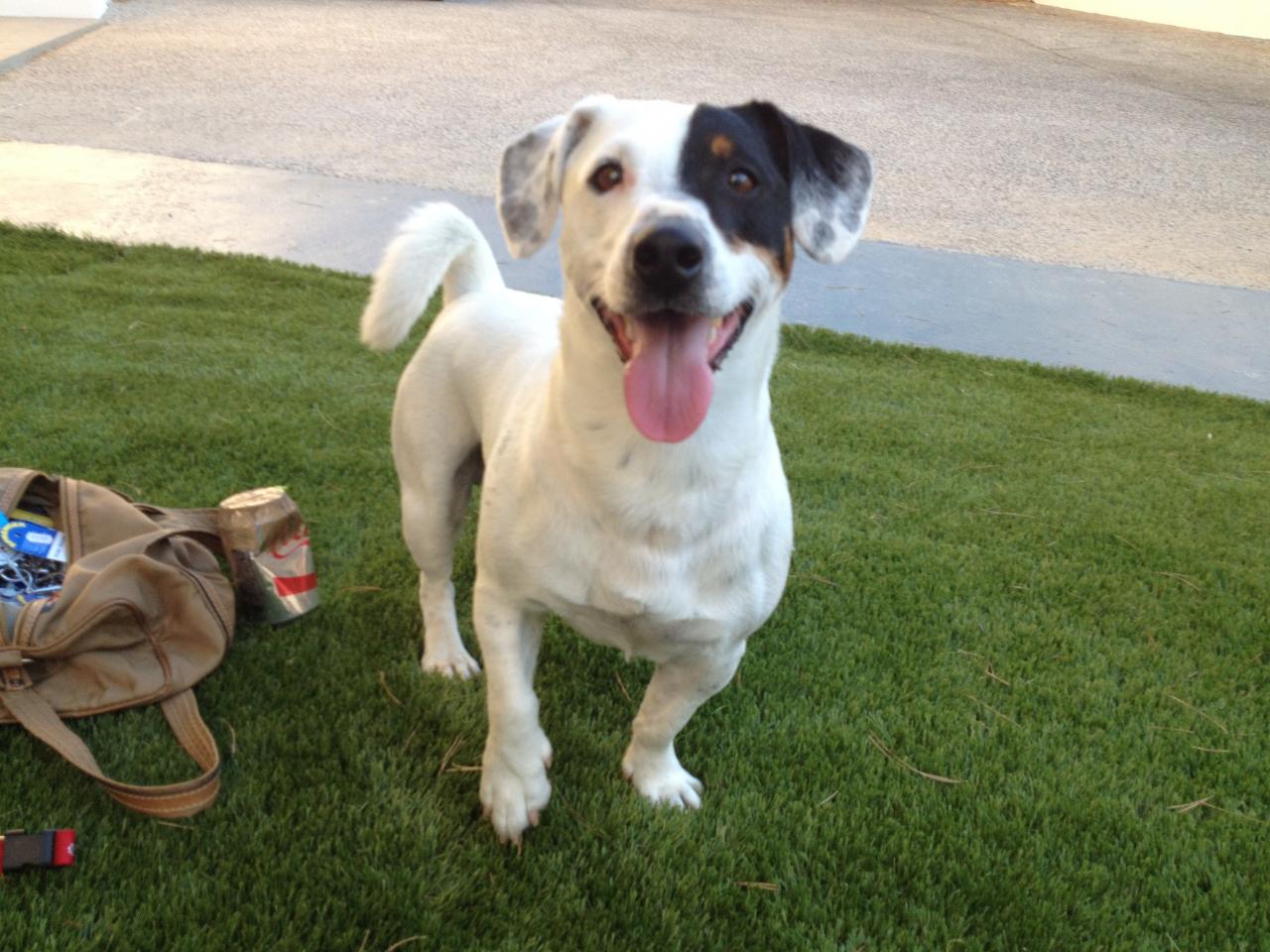 Goliath, jack russel de 4 ans 1/2