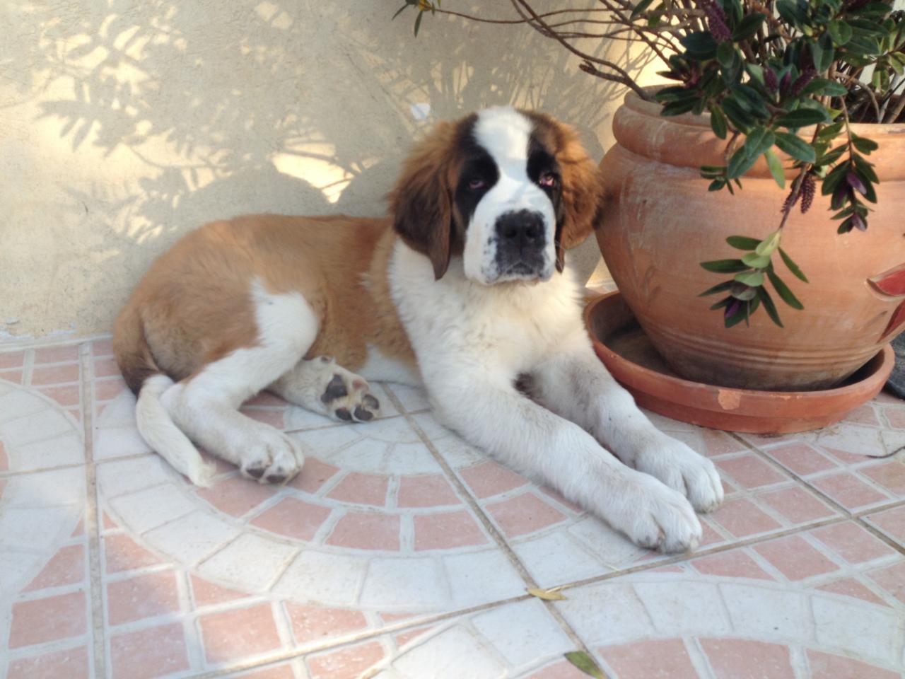 Mandrine, saint Bernard de 2 mois