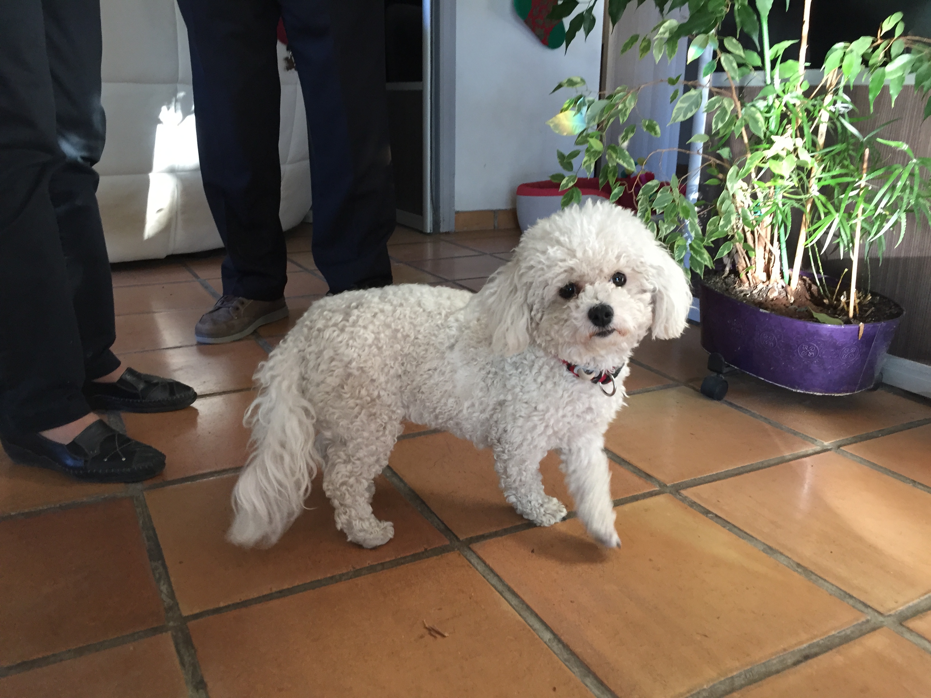 Orphé, bichon de 1 an