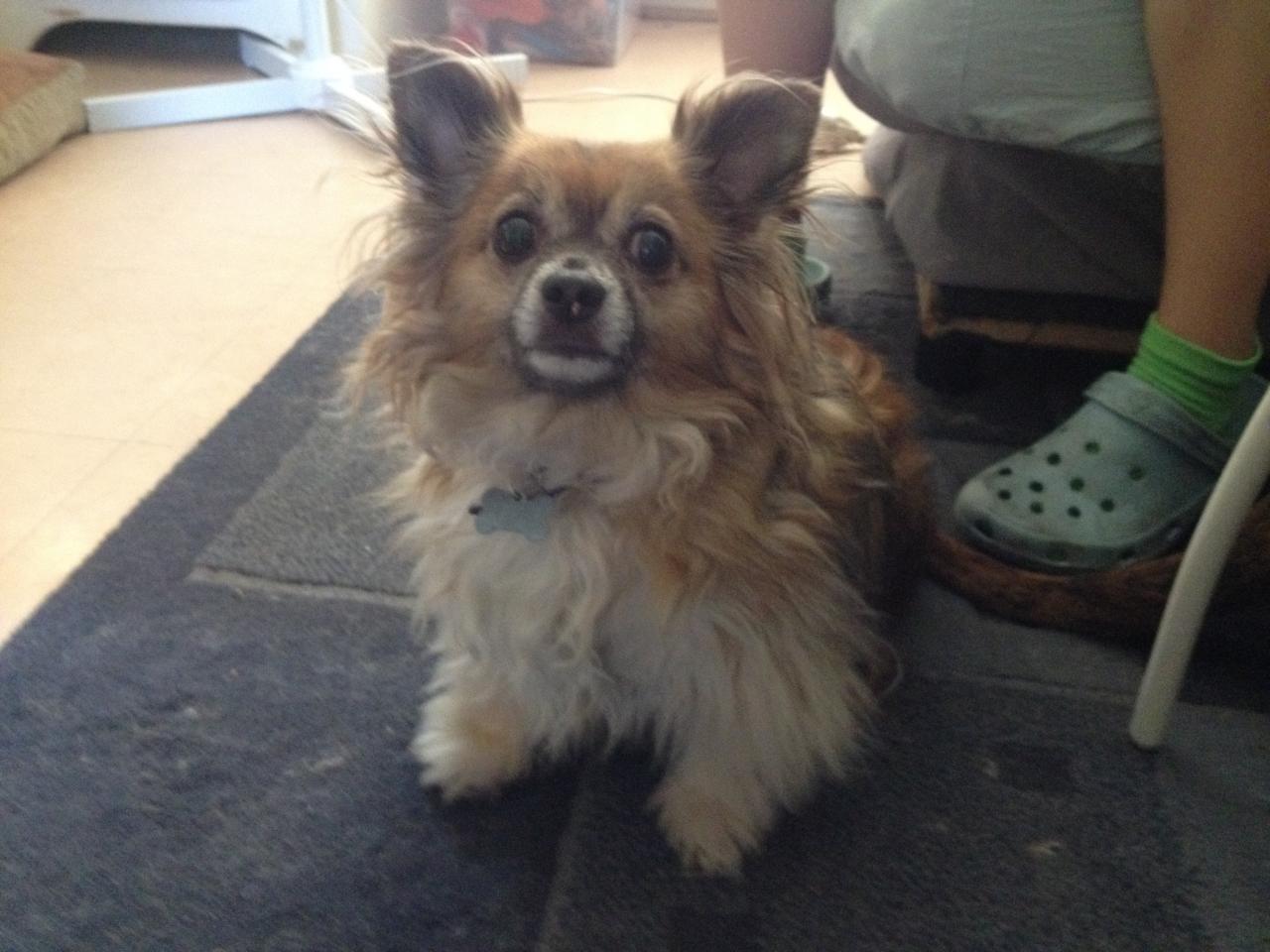 Curlie, chihuahua de 4 ans 
