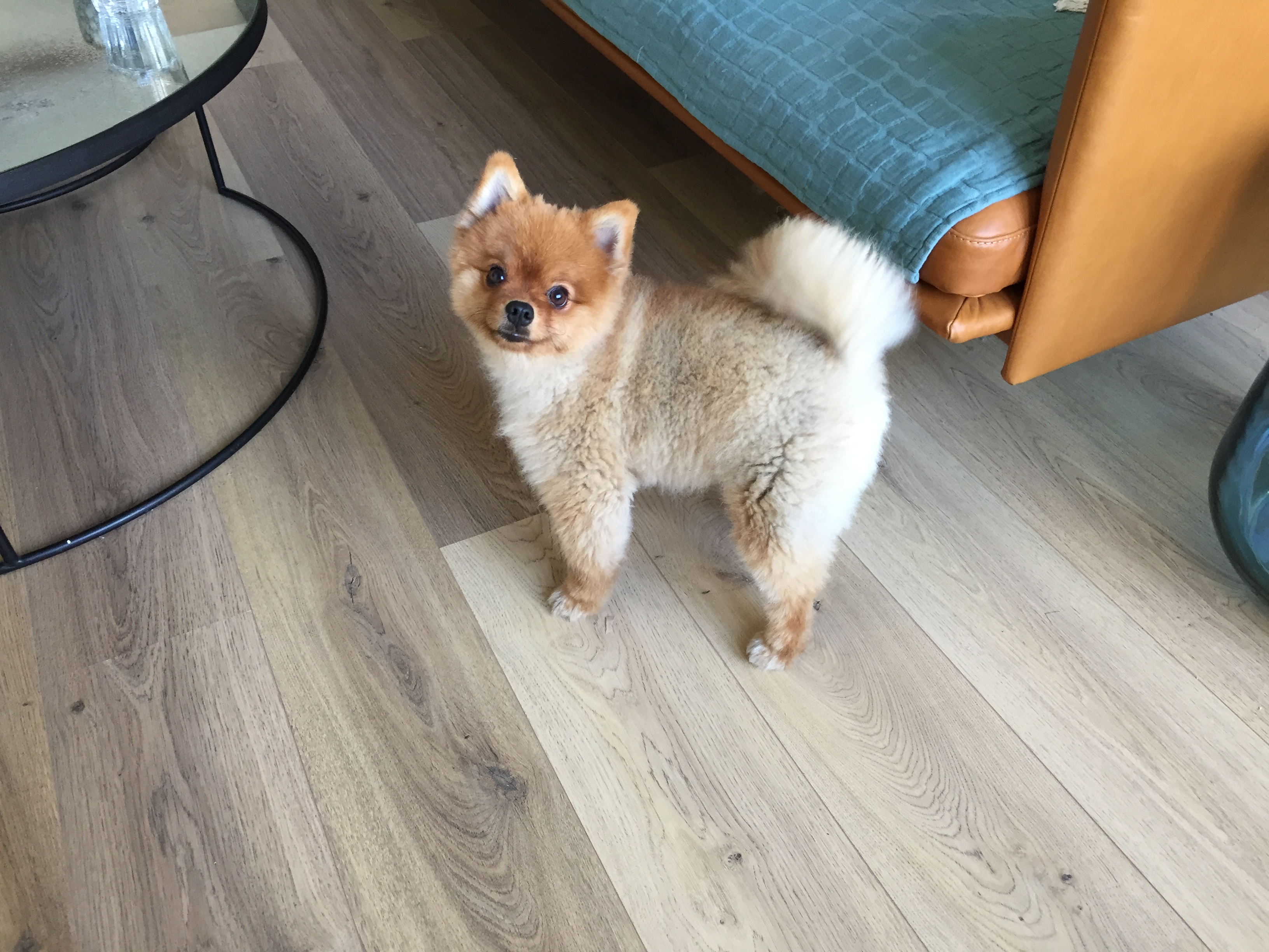 Maya, spitz de 2 ans