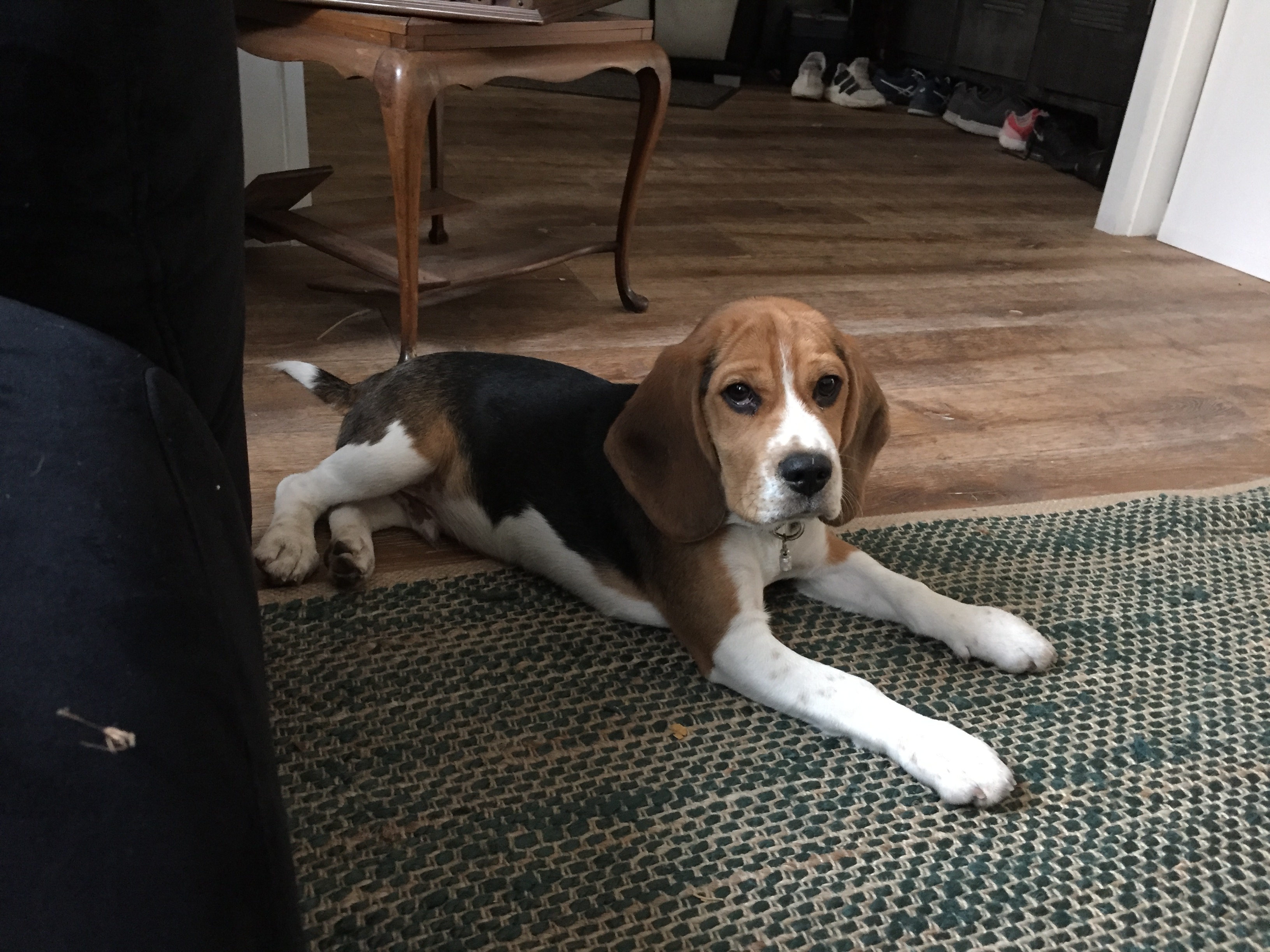 Pluto, beagle de 4 mois