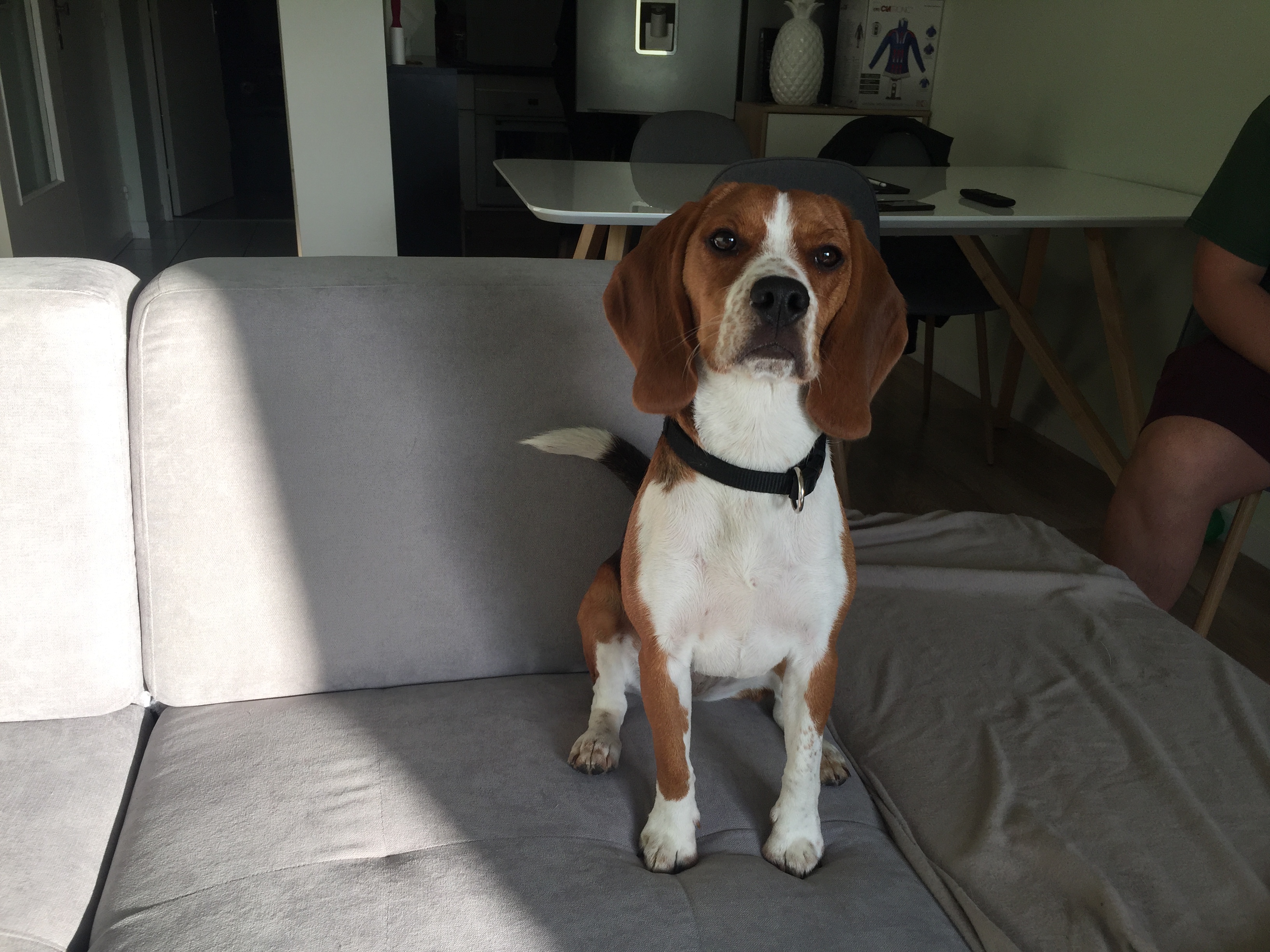 Oreo, beagle  9 mois