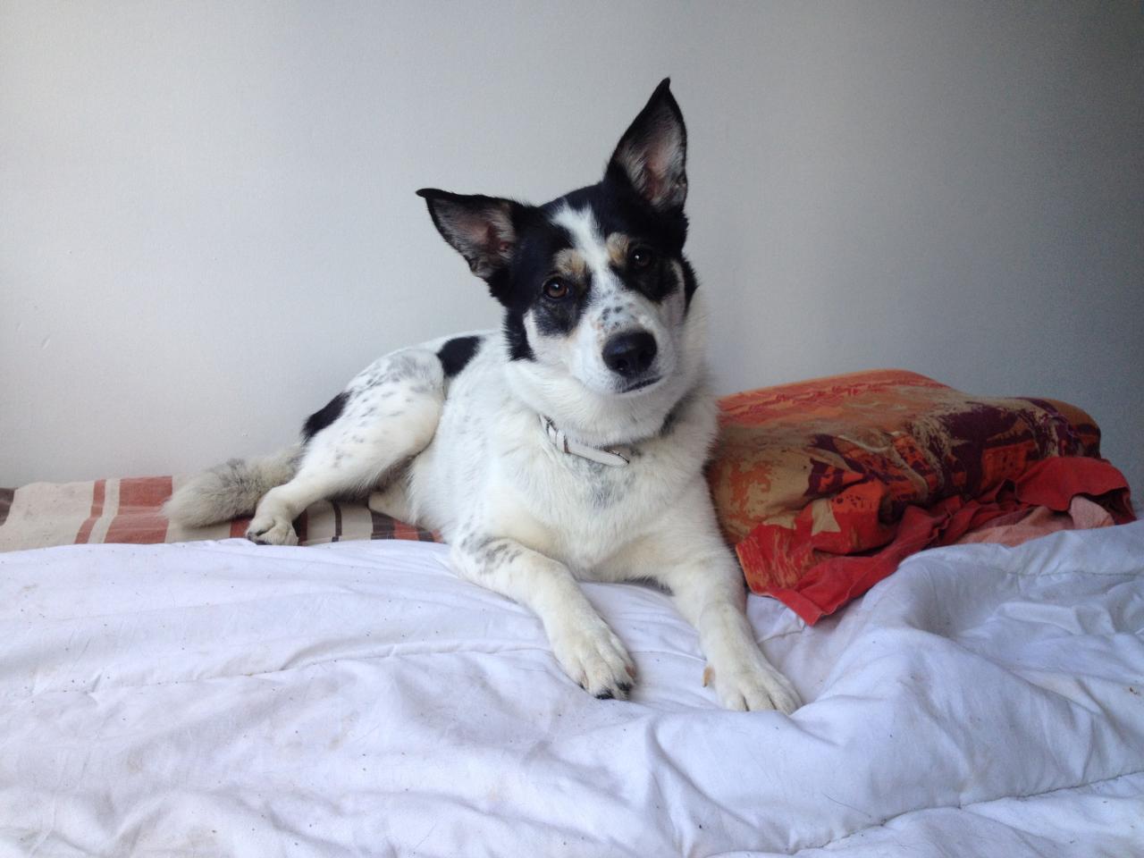 June, croisé husky & labrador de 2 ans